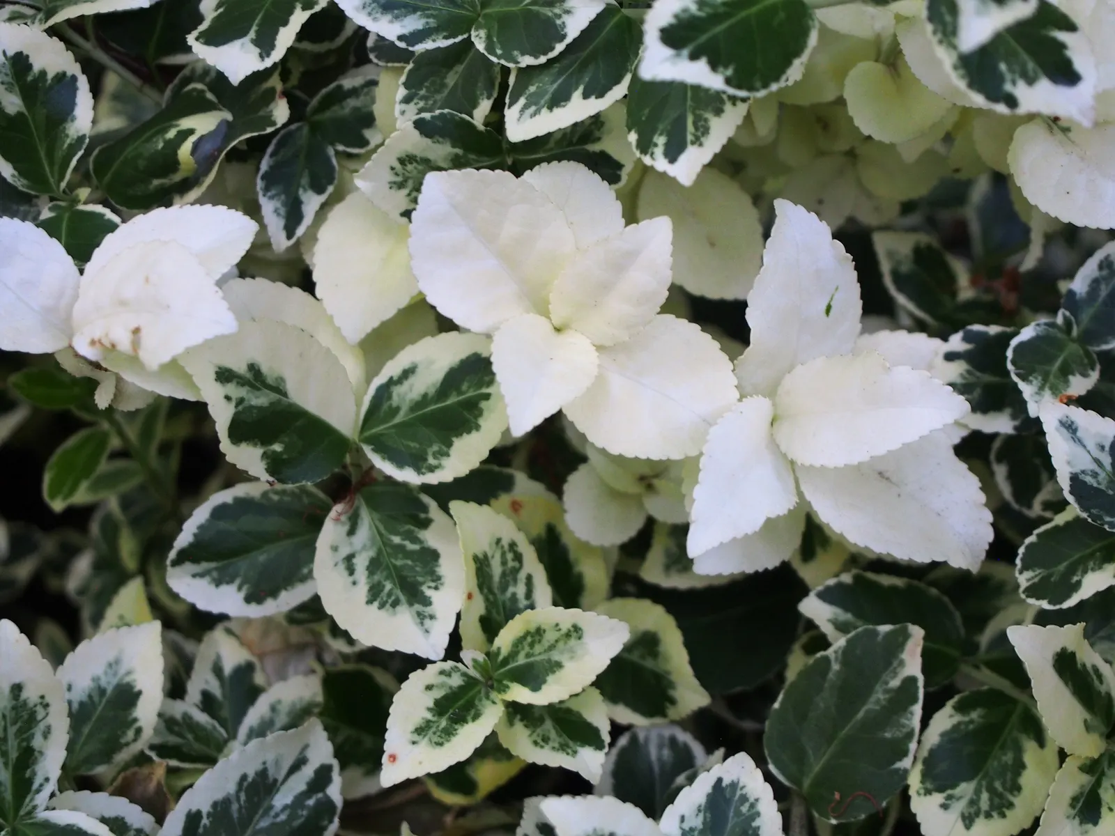 Wintercreeper (Euonymus Fortunei) — Wintercreeper (Euonymus fortunei) is a versatile, evergreen shrub that thrives in USDA zones 4-9