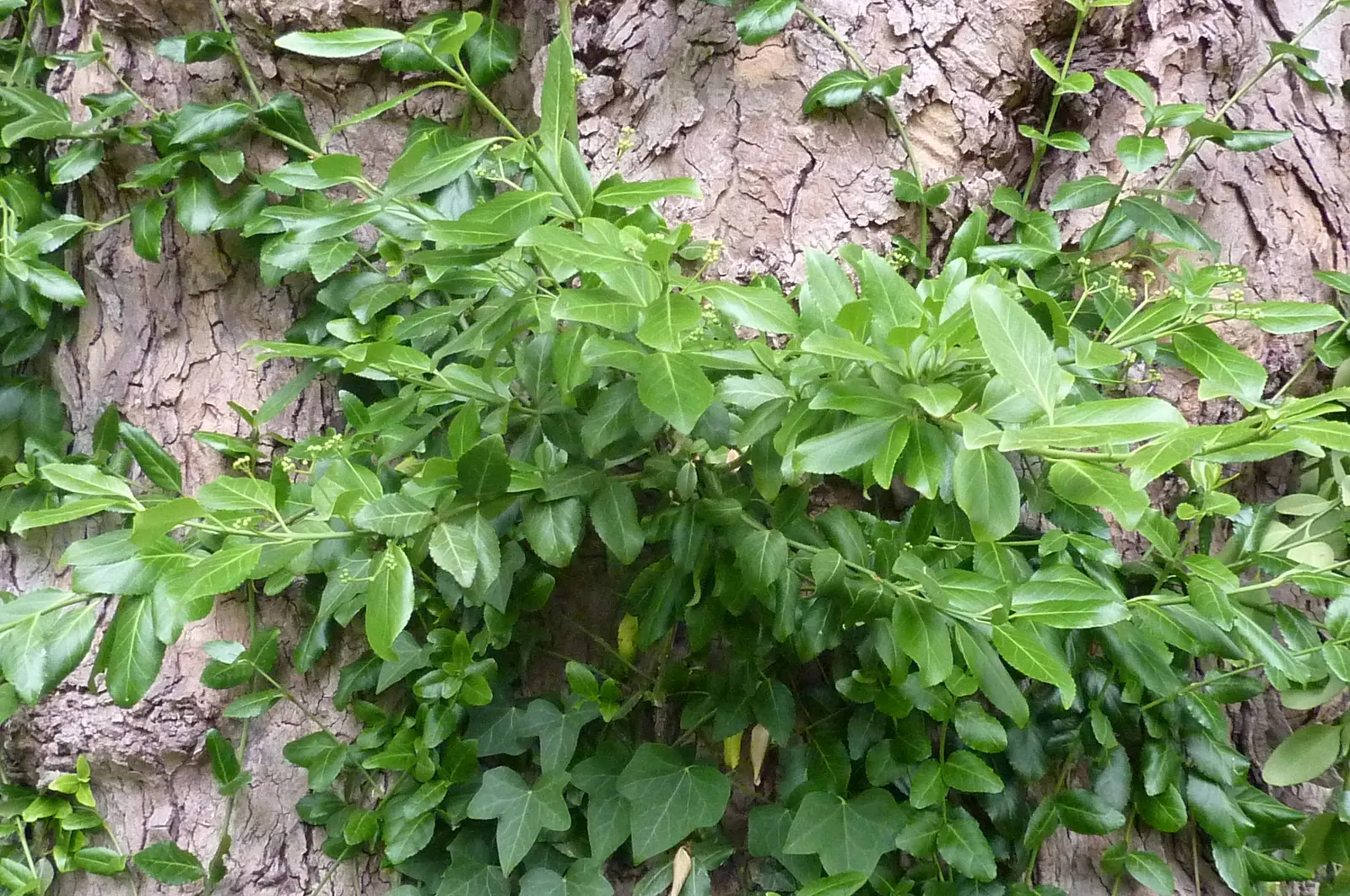Wintercreeper (Euonymus Fortunei) — Regular pruning is recommended to maintain its shape and prevent excessive spreading