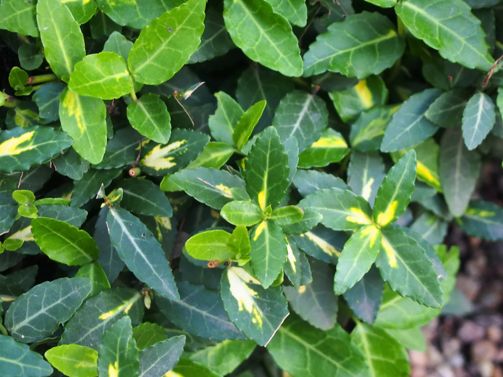 Wintercreeper (Euonymus Fortunei) — elliptical leaves of about 1 to 2 inches long; dense foliage emerges green and may turn emerald to burgundy in, image 57