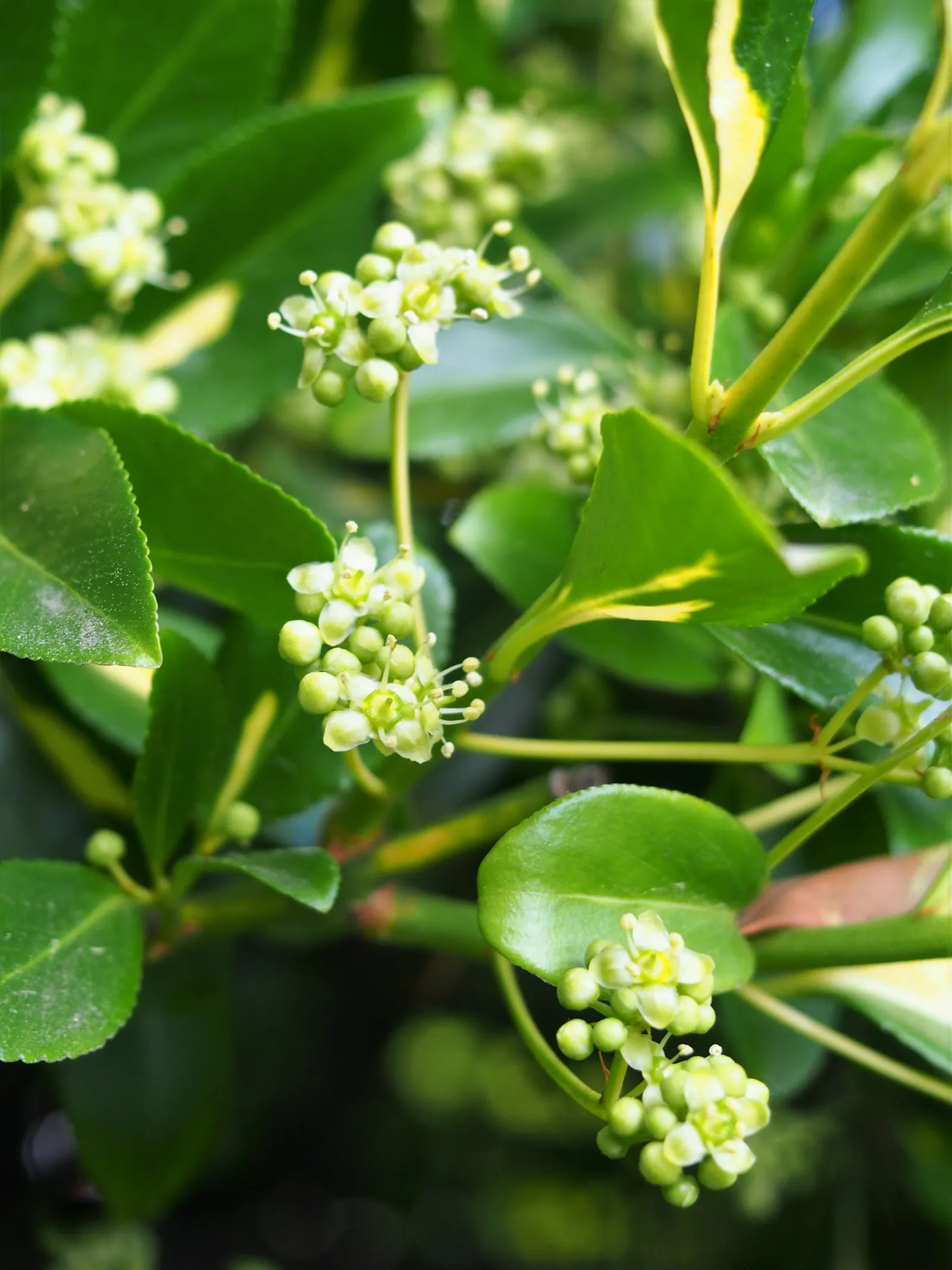 Wintercreeper (Euonymus Fortunei) — Dense foliage emerges green and may turn emerald to burgundy in cold; is a versatile and robust plant that, image 51