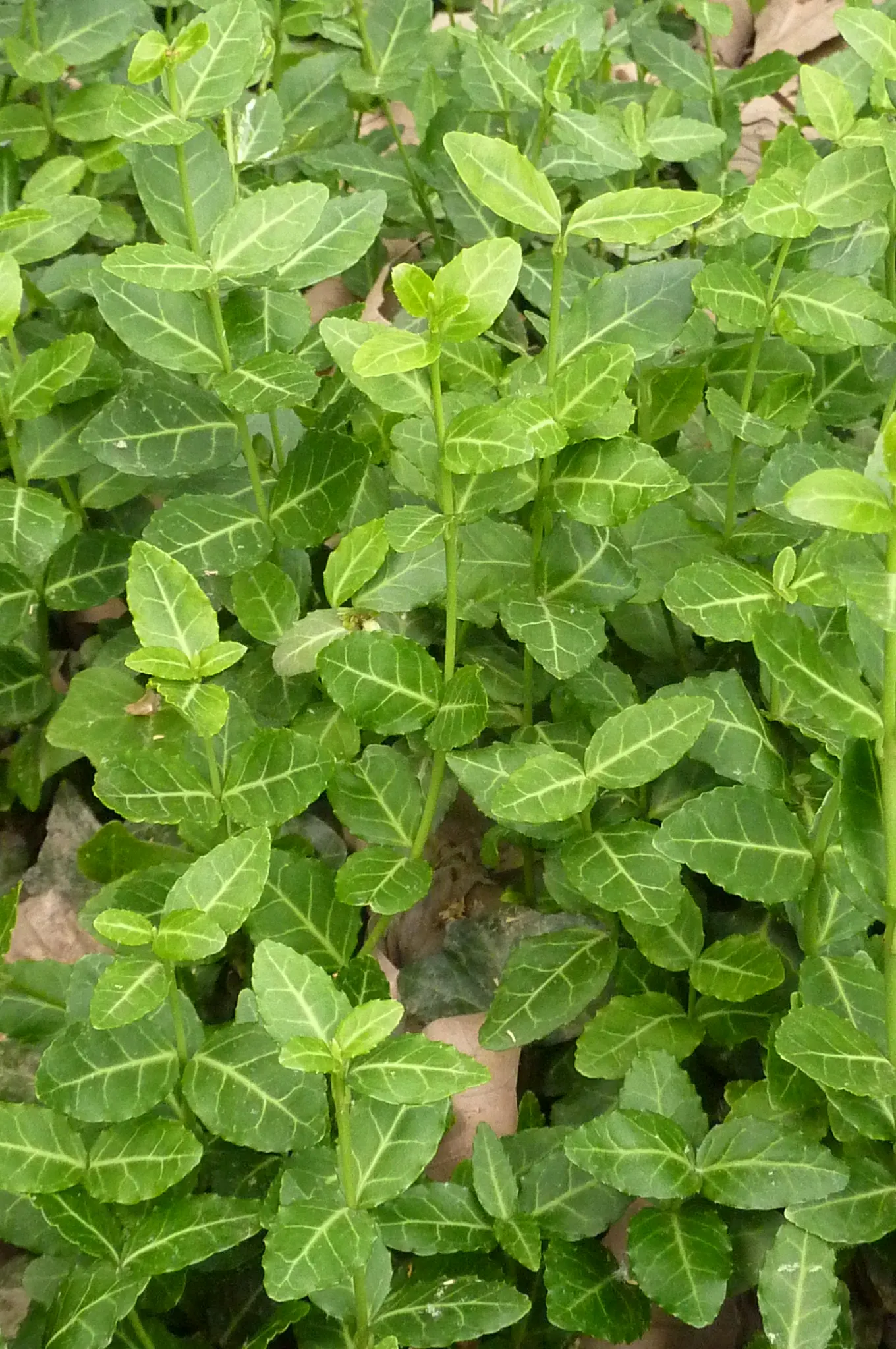 Wintercreeper (Euonymus Fortunei) — Dense foliage emerges green and may turn emerald to burgundy in cold