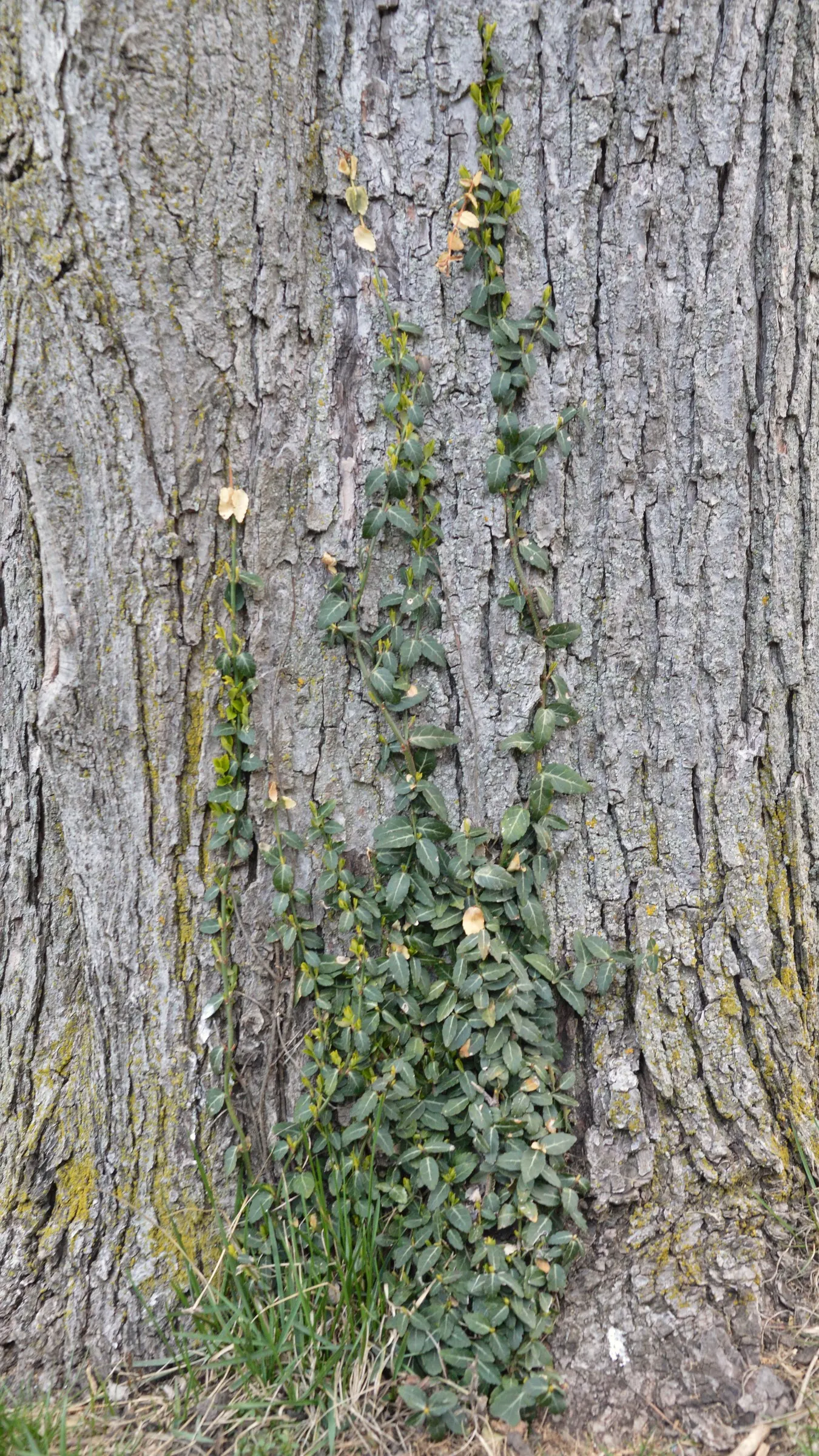Wintercreeper (Euonymus Fortunei) — which exhibit a glossy texture and typically come in various shades of green, image 58