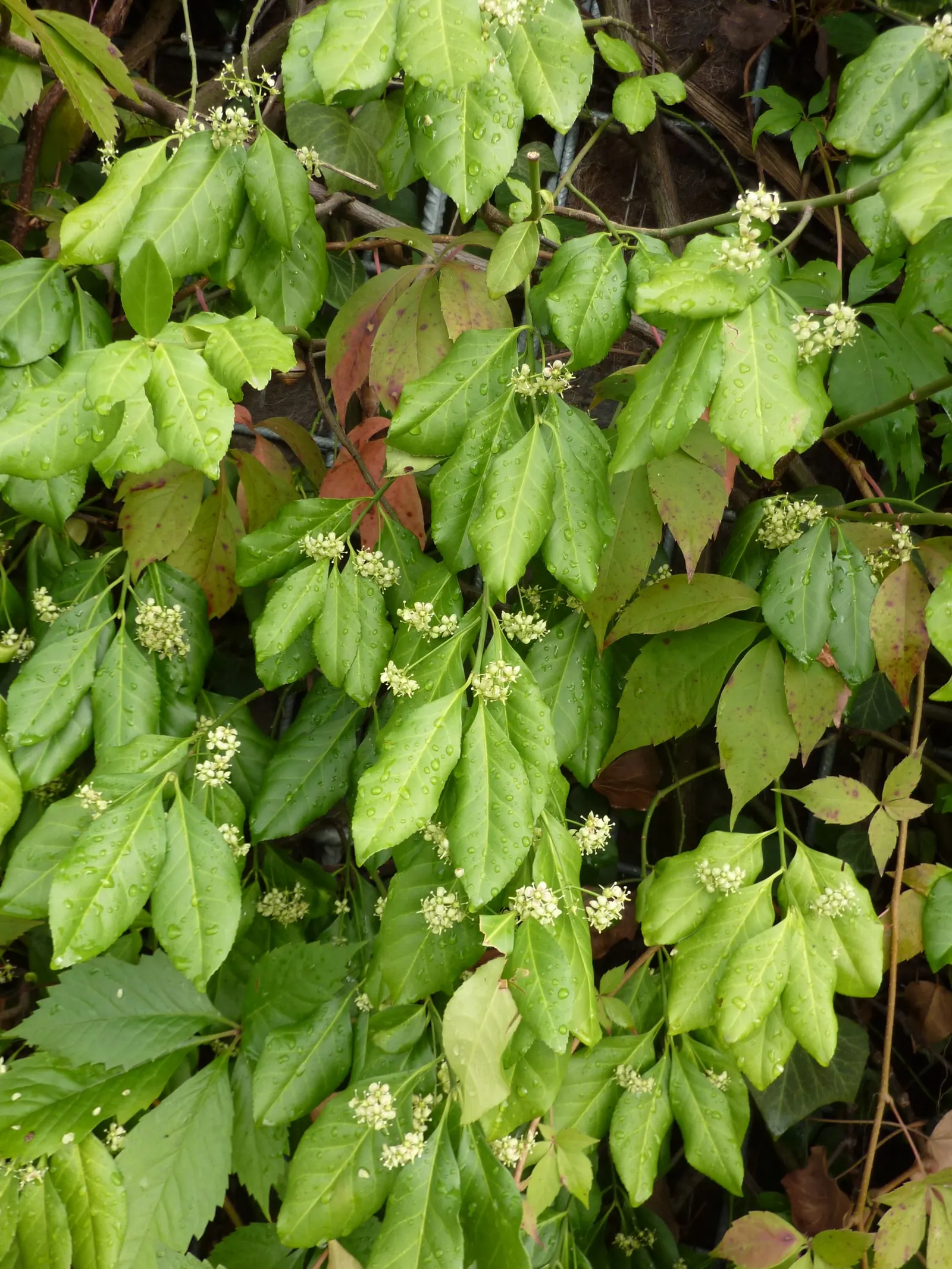 Wintercreeper (Euonymus Fortunei) — its ability to climb structures can be both an aesthetic feature and a potential concern; ideal for ground cover or walls