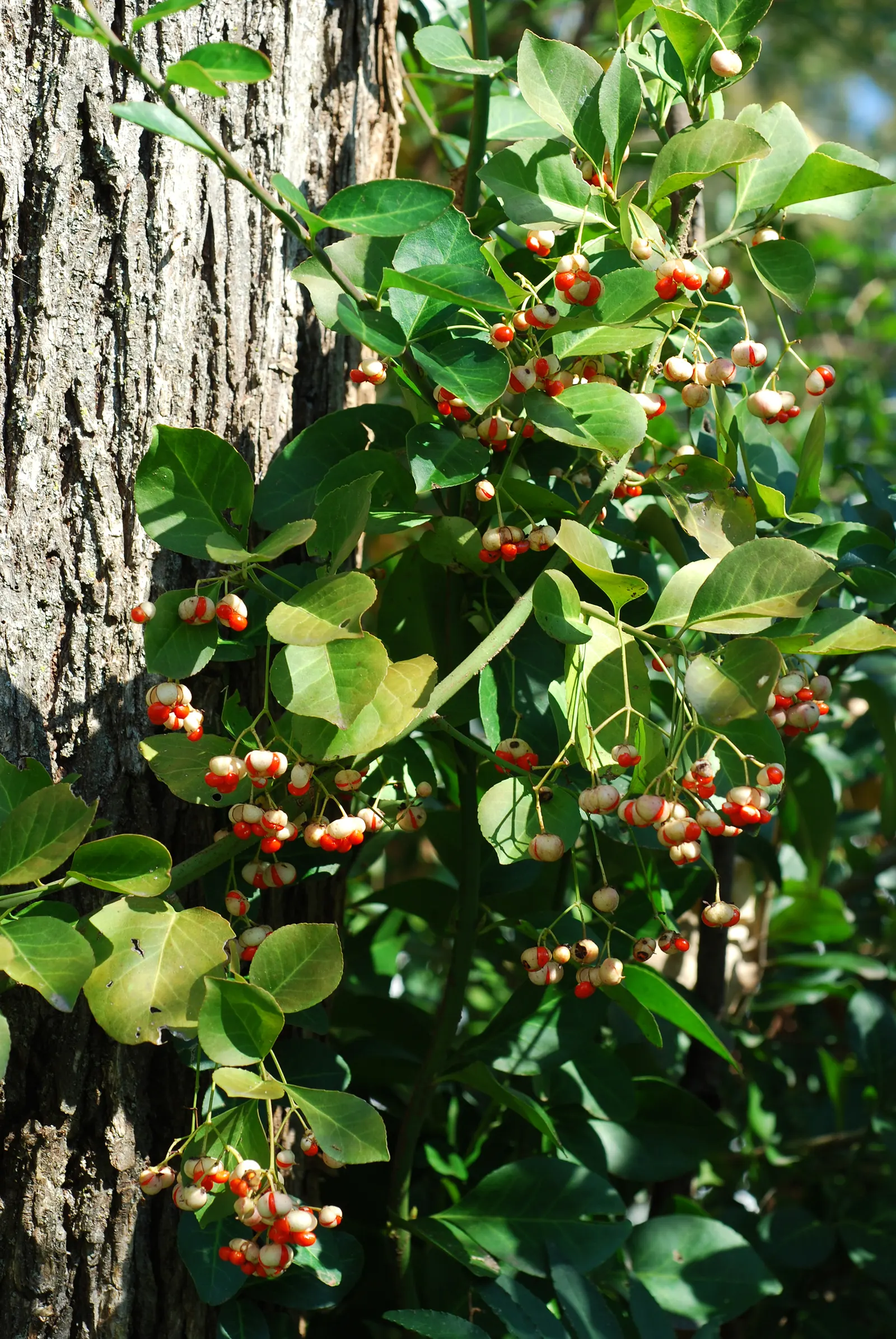 Wintercreeper (Euonymus Fortunei) — followed by seldom-seen fruits in the fall.<br><br>For the client; scientifically named Euonymus fortunei, image 64