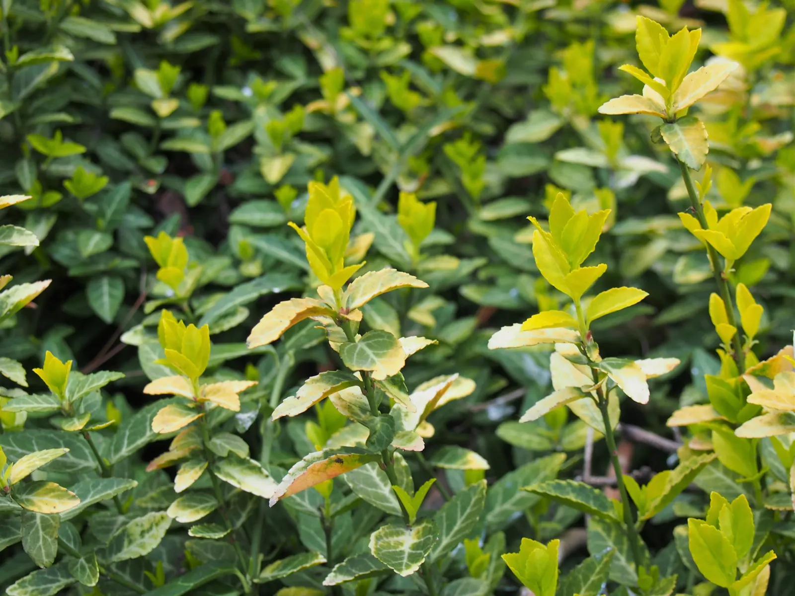 Wintercreeper (Euonymus Fortunei) — Regular pruning is recommended to maintain its shape and prevent excessive spreading; as it may cause damage if, image 89