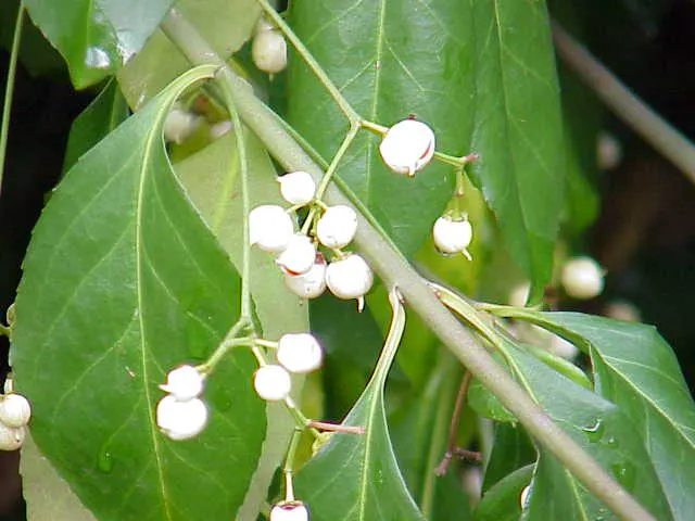 Wintercreeper (Euonymus Fortunei) — is a versatile and robust plant that proves itself a staple in many landscape designs