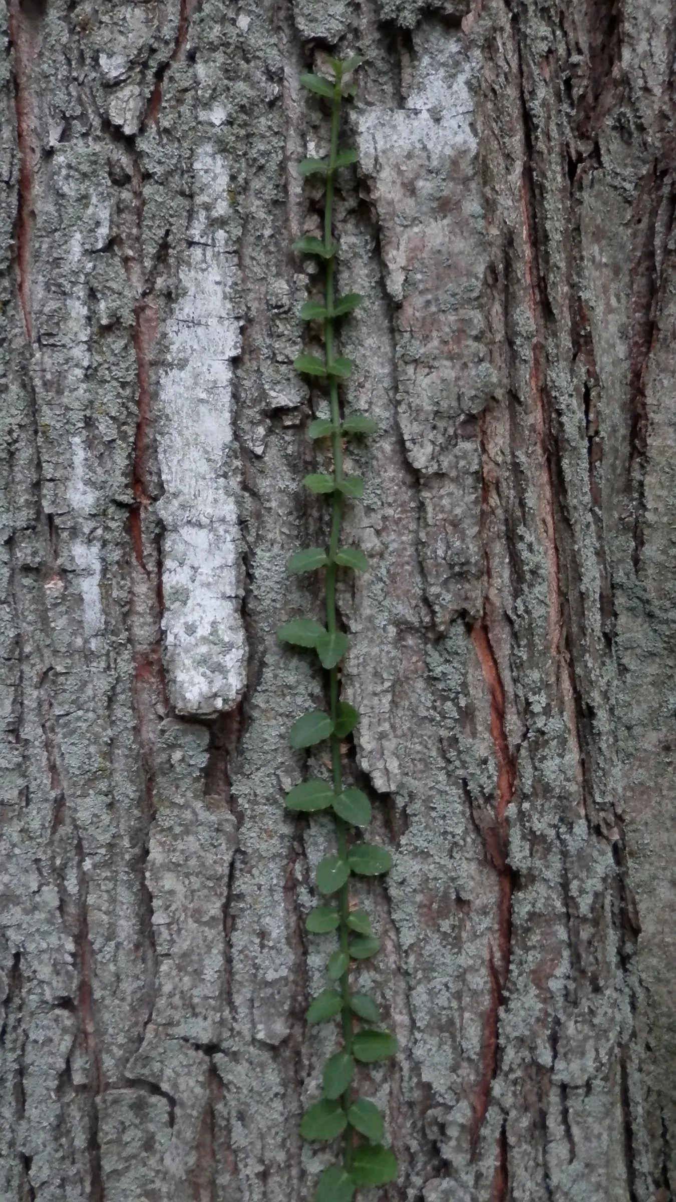 Wintercreeper (Euonymus Fortunei) — This evergreen perennial is known for its ability to thrive in a variety of conditions