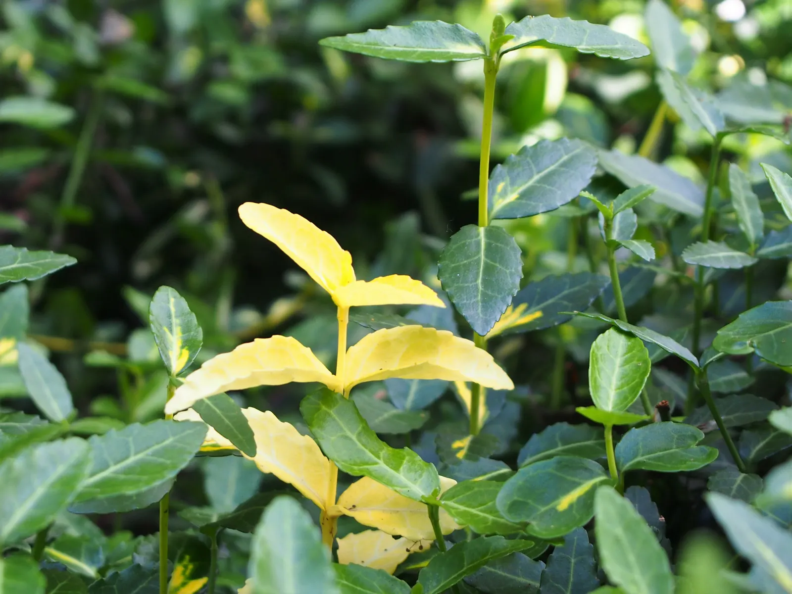 Wintercreeper (Euonymus Fortunei) — providing year-round visual interest.<br><br>Adaptable to both sun and shade