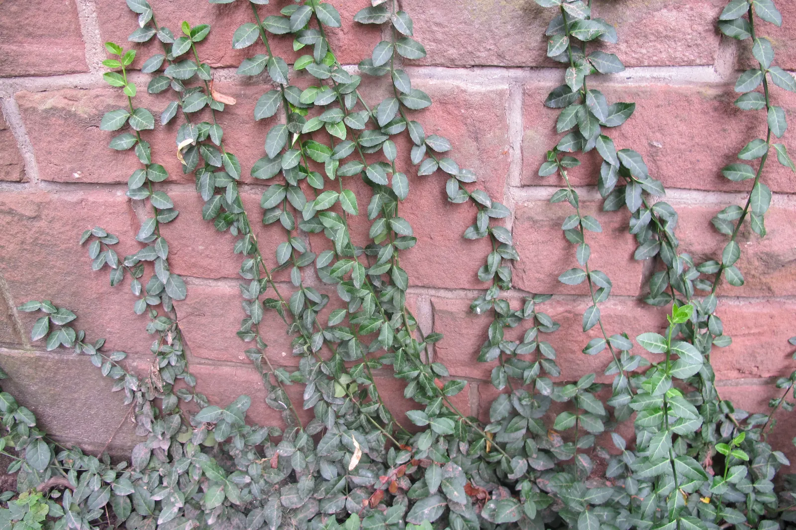 Wintercreeper (Euonymus Fortunei) — Slightly toxic if ingested; ground cover / shrub / vine for full or half, image 53