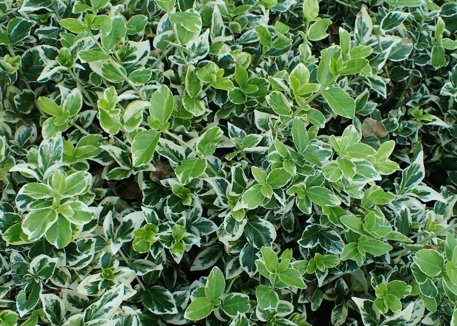 Wintercreeper (Euonymus Fortunei) — as it may cause damage if not properly managed; some variegated cultivars also offer white, image 68
