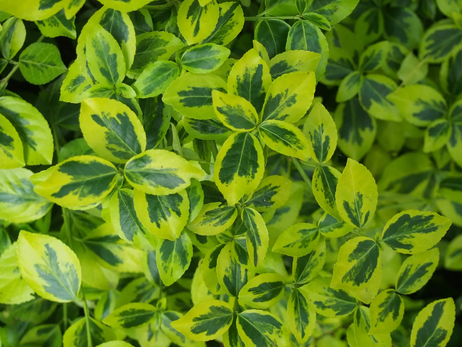 Wintercreeper (Euonymus Fortunei) — including dry or moist environments; it is hardy in USDA zones 4 through 9; inconspicuous flowers may appear, image 62