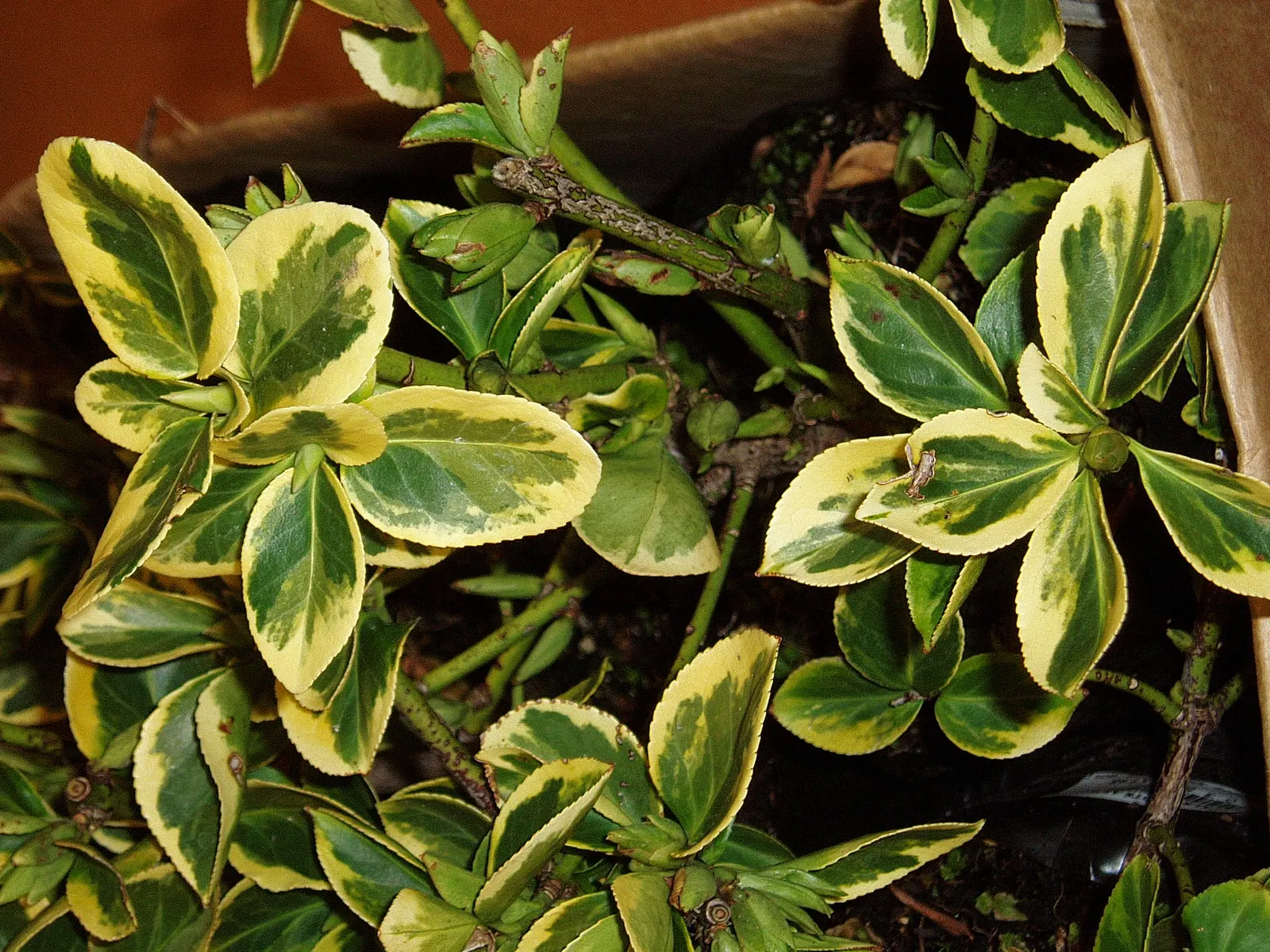 Wintercreeper (Euonymus Fortunei) — Ideal for ground cover or walls, it requires regular pruning to control its invasive nature; including dry or moist