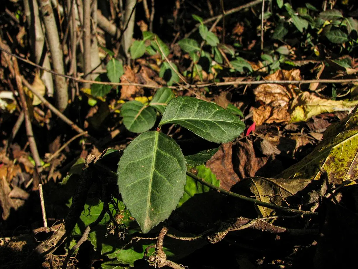 Wintercreeper (Euonymus Fortunei) — elliptical leaves of about 1 to 2 inches long; dense foliage emerges green and may turn emerald to burgundy in, image 80
