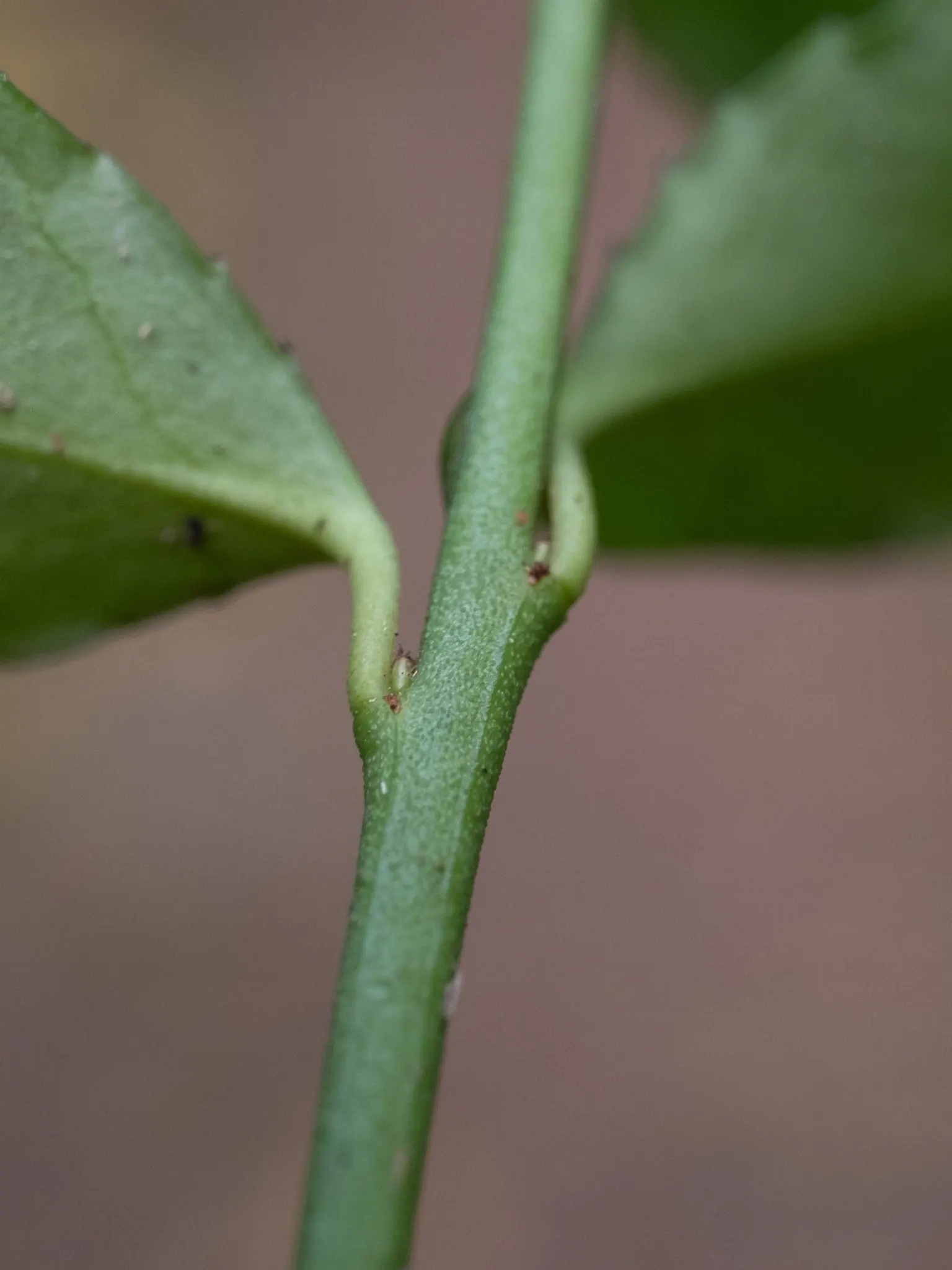 Wintercreeper (Euonymus Fortunei) — scientifically named Euonymus fortunei