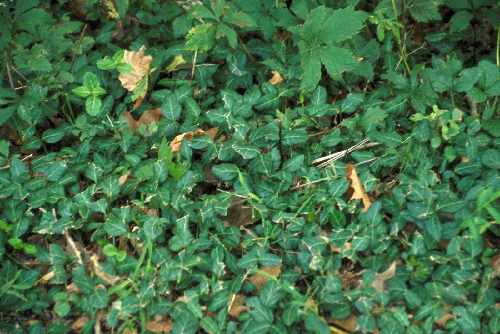 Wintercreeper (Euonymus Fortunei) — This evergreen perennial is known for its ability to thrive in a variety of conditions; its ability to climb structures can