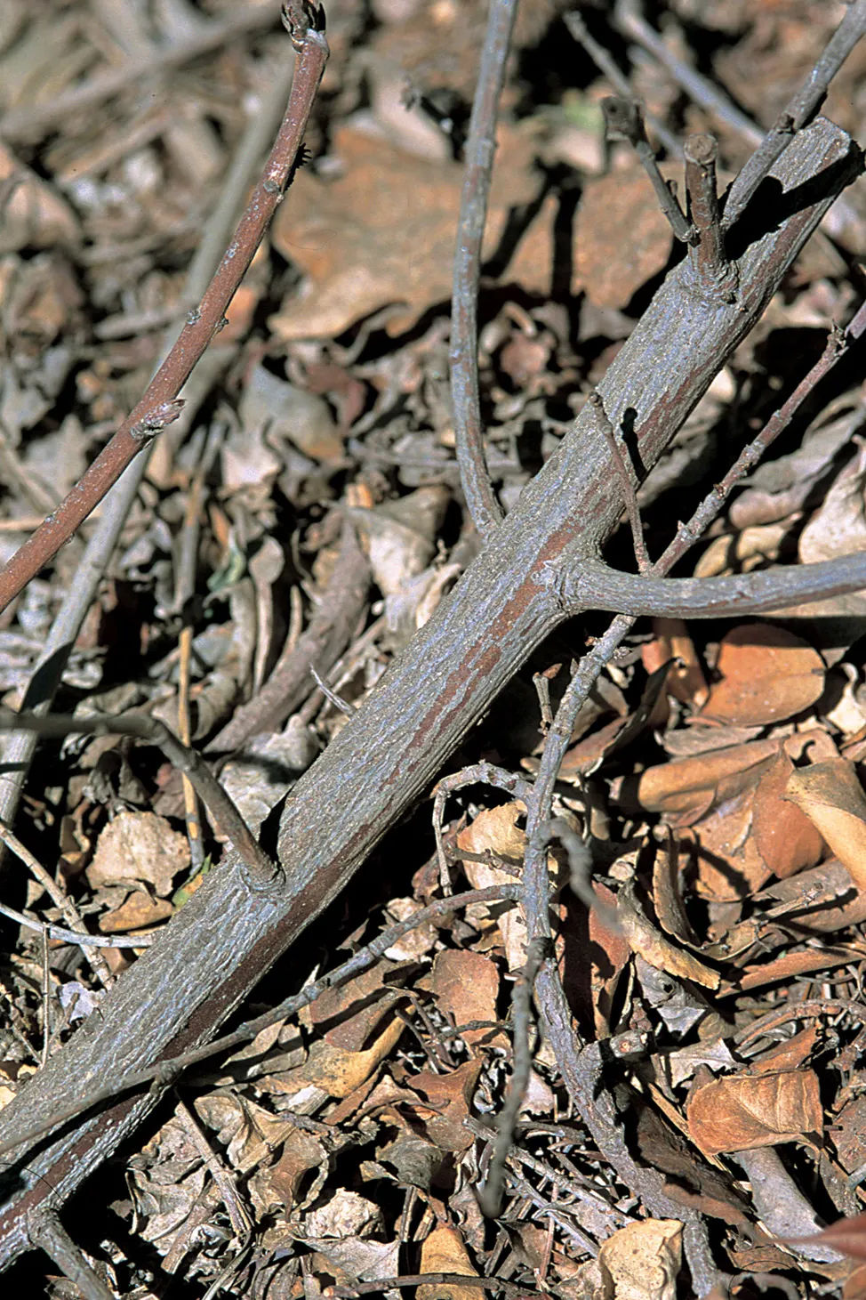 Wintercreeper (Euonymus Fortunei) — Regular pruning is recommended to maintain its shape and prevent excessive spreading; as it may cause damage if not