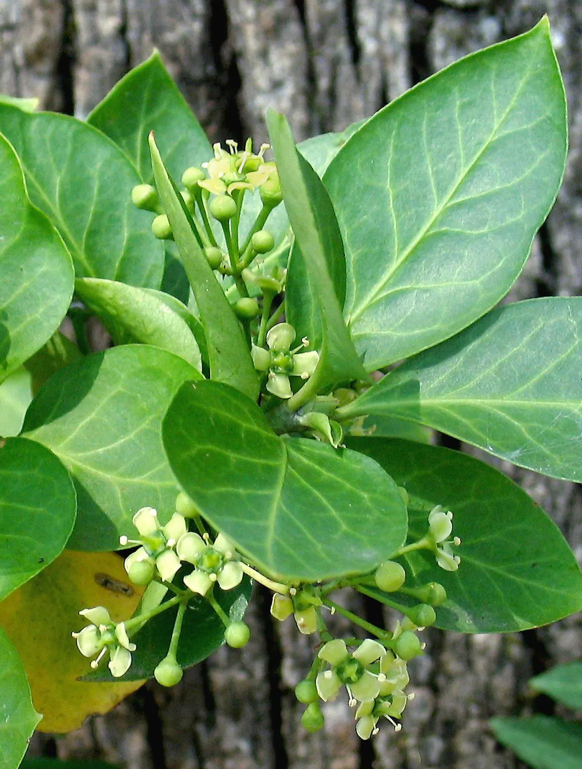Wintercreeper (Euonymus Fortunei) — its ability to climb structures can be both an aesthetic feature and a potential concern; ideal for ground, image 67