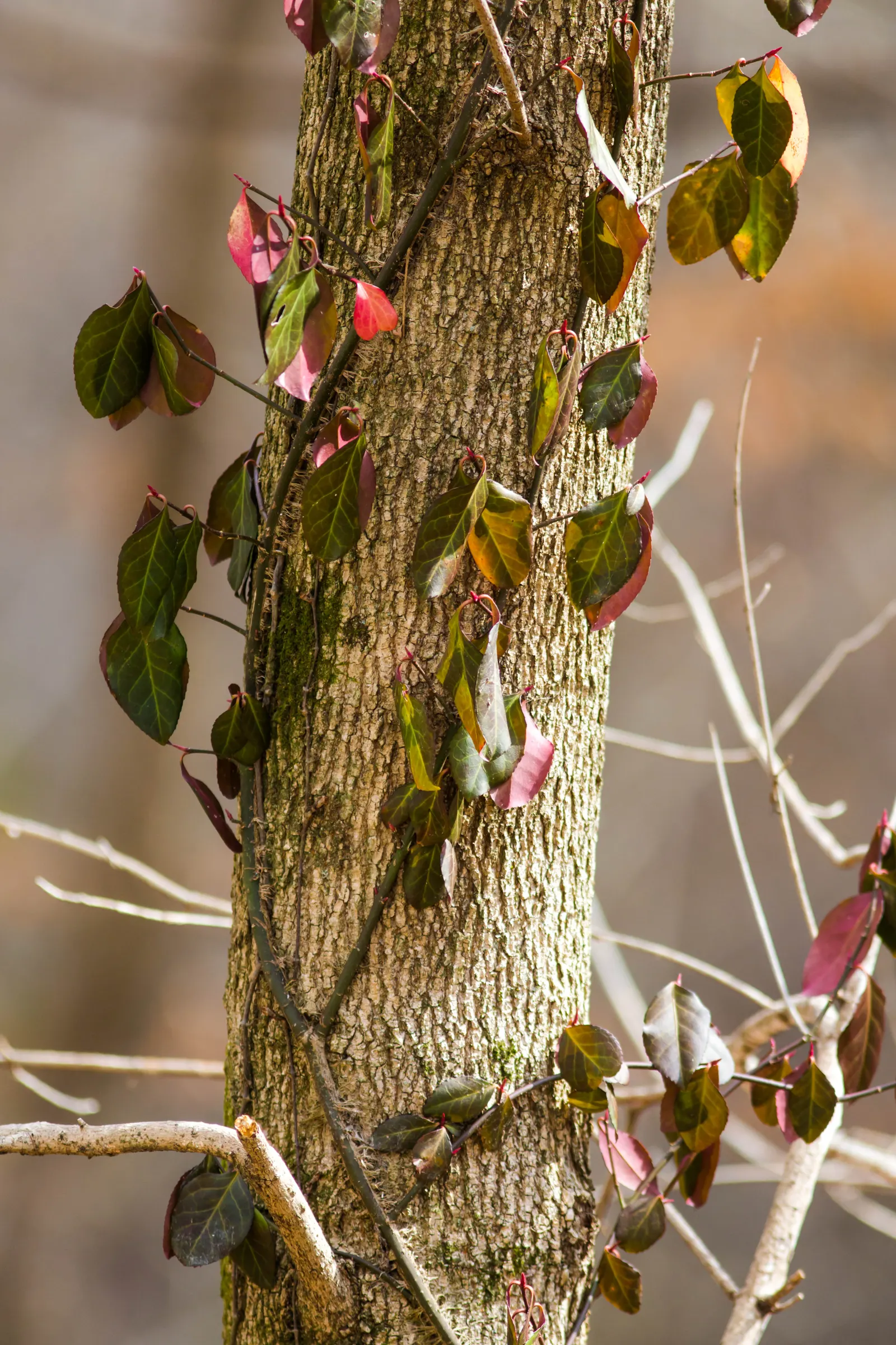 Wintercreeper (Euonymus Fortunei) — Ideal for ground cover or walls, it requires regular pruning to control its invasive nature