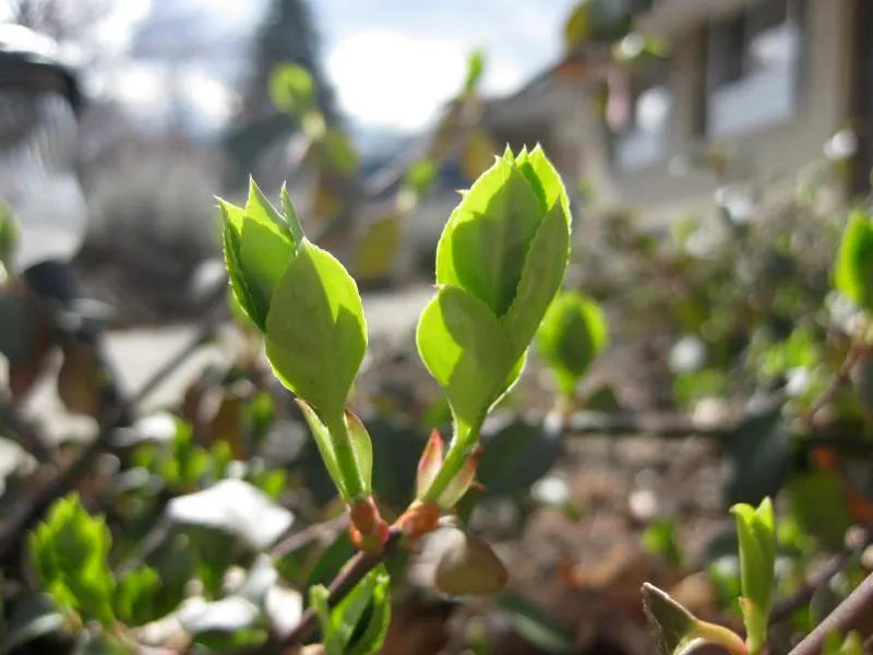 Wintercreeper (Euonymus Fortunei) — which exhibit a glossy texture and typically come in various shades of green, image 81