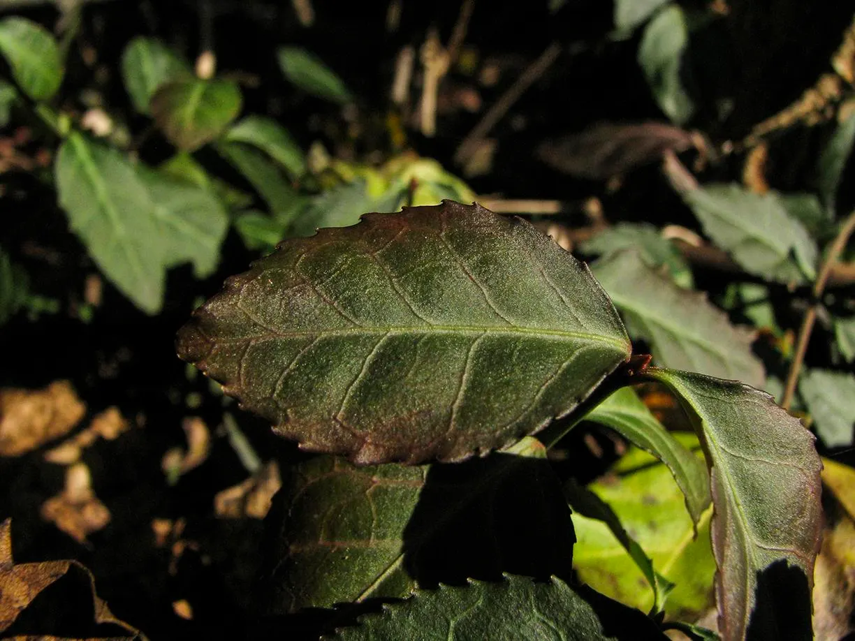Wintercreeper (Euonymus Fortunei) — inconspicuous flowers may appear; wintercreeper (Euonymus fortunei) is a versatile, evergreen shrub that, image 63