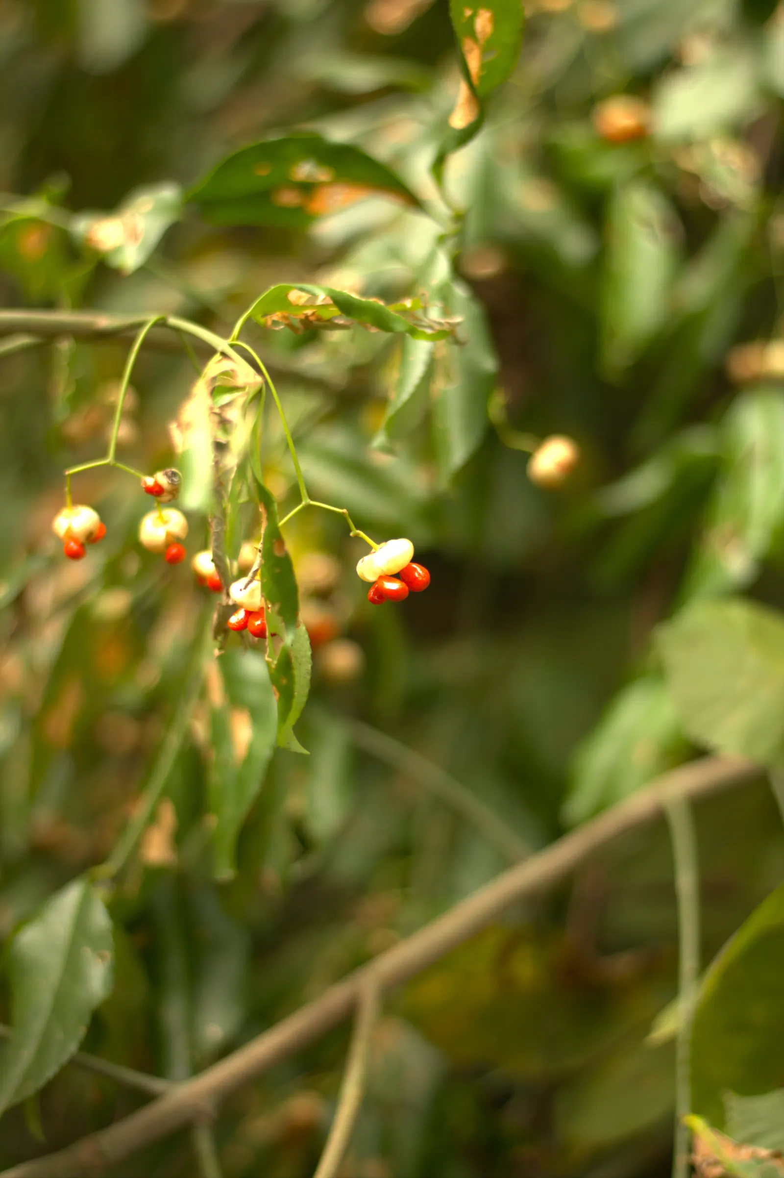 Wintercreeper (Euonymus Fortunei) — Appreciated for its adaptability; elliptical leaves of about 1 to 2 inches long