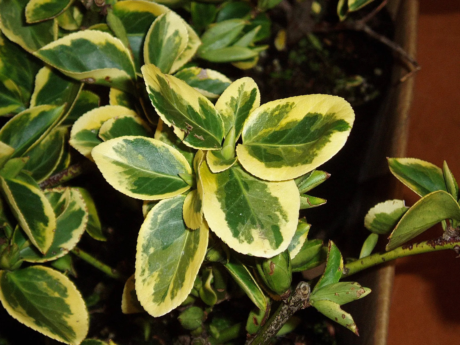 Wintercreeper (Euonymus Fortunei) — elliptical leaves of about 1 to 2 inches long; dense foliage emerges green and may turn emerald to burgundy in cold