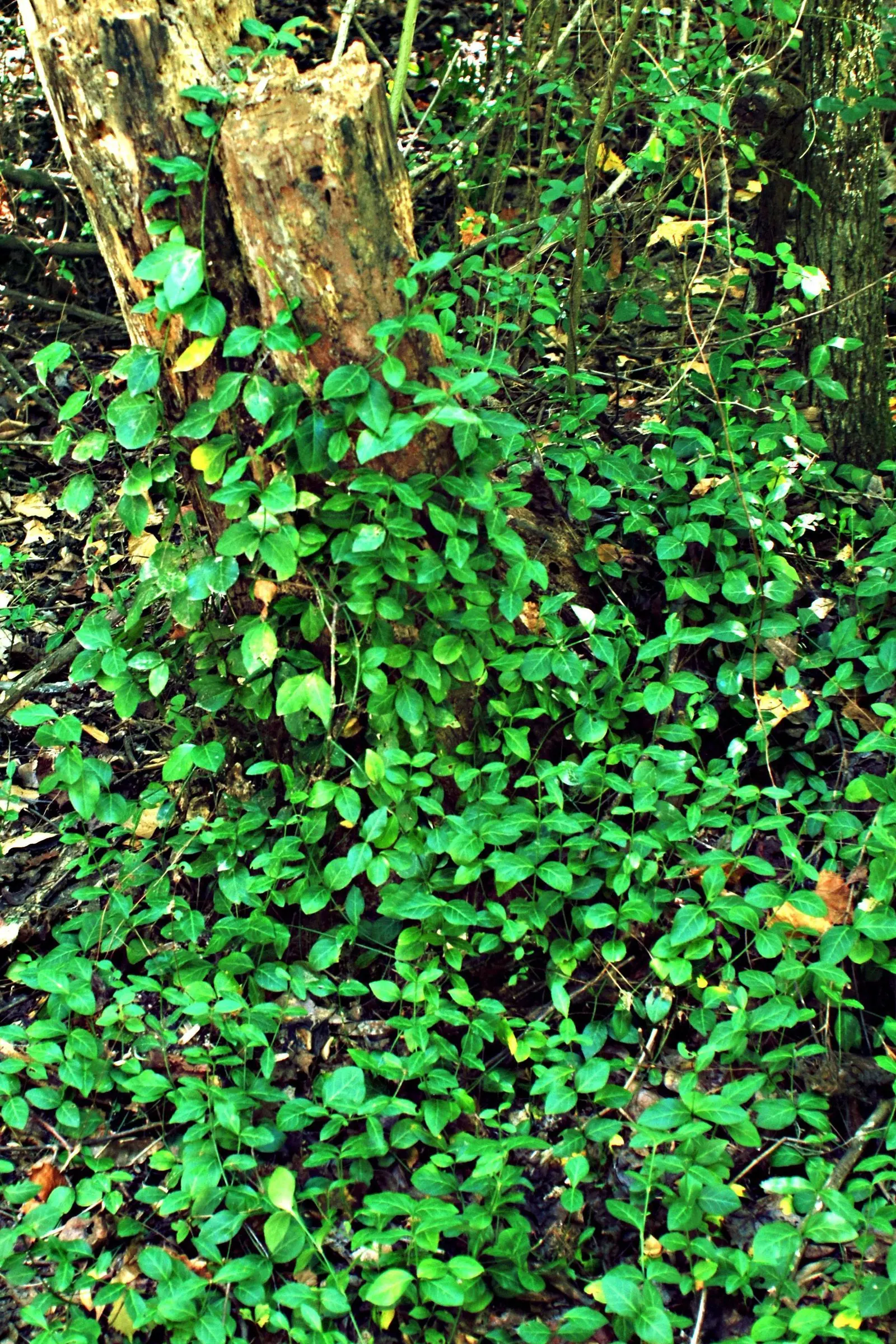 Wintercreeper (Euonymus Fortunei) — it can grow in full sun to full shade; followed by seldom-seen fruits in the fall.<br><br>For the client, image 49