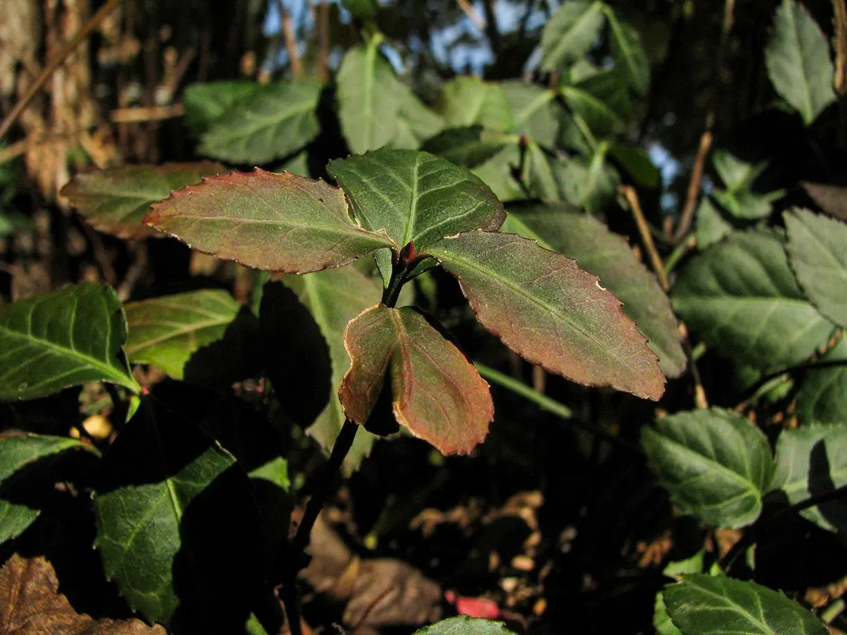 Wintercreeper (Euonymus Fortunei) — ground cover / shrub / vine for full or half; regular pruning is recommended to maintain its shape and prevent, image 92