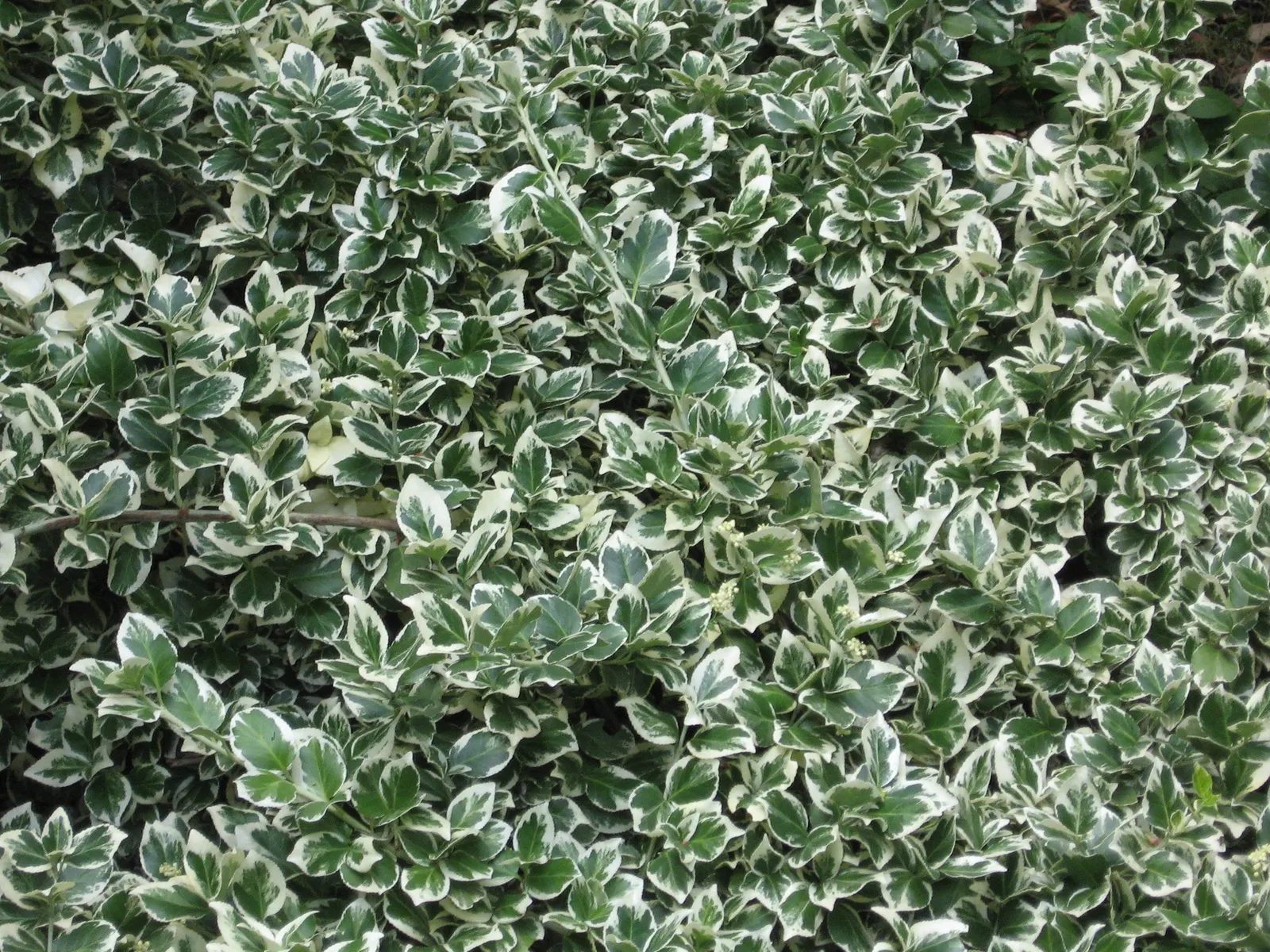 Wintercreeper (Euonymus Fortunei) — including dry or moist environments; it is hardy in USDA zones 4 through 9