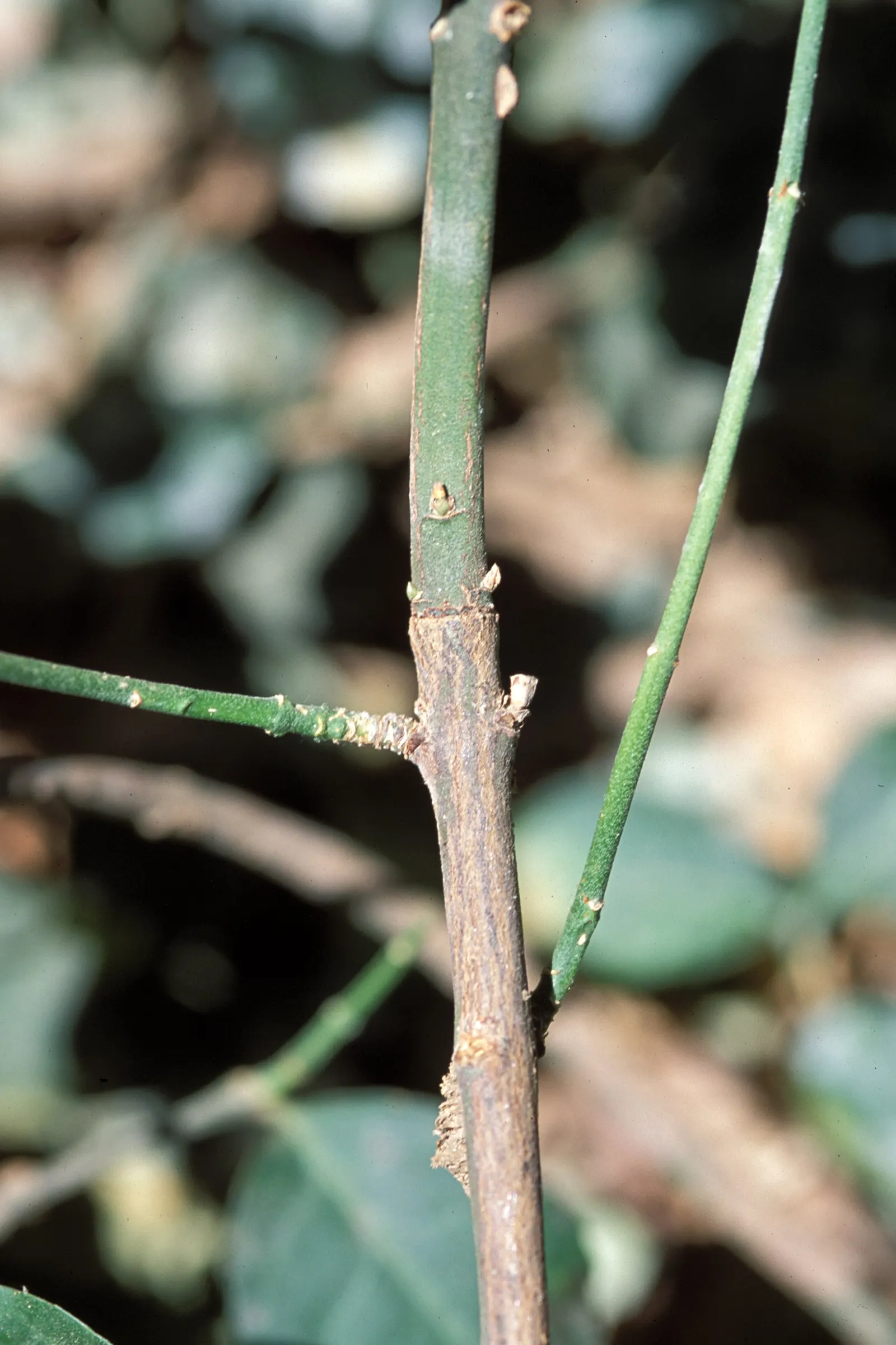 Wintercreeper (Euonymus Fortunei) — inconspicuous flowers may appear