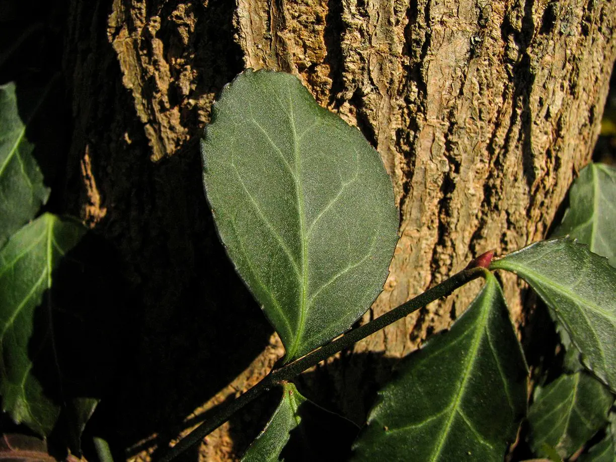 Wintercreeper (Euonymus Fortunei) — Regular pruning is recommended to maintain its shape and prevent excessive spreading; as it may cause damage if, image 66