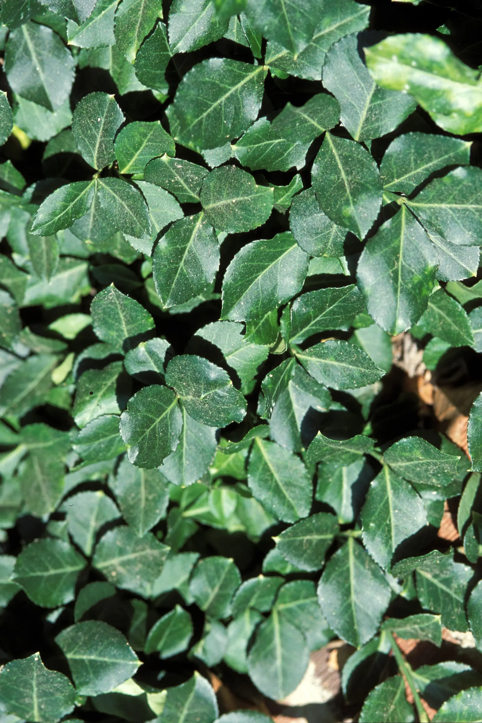 Wintercreeper (Euonymus Fortunei) — as it may cause damage if not properly managed