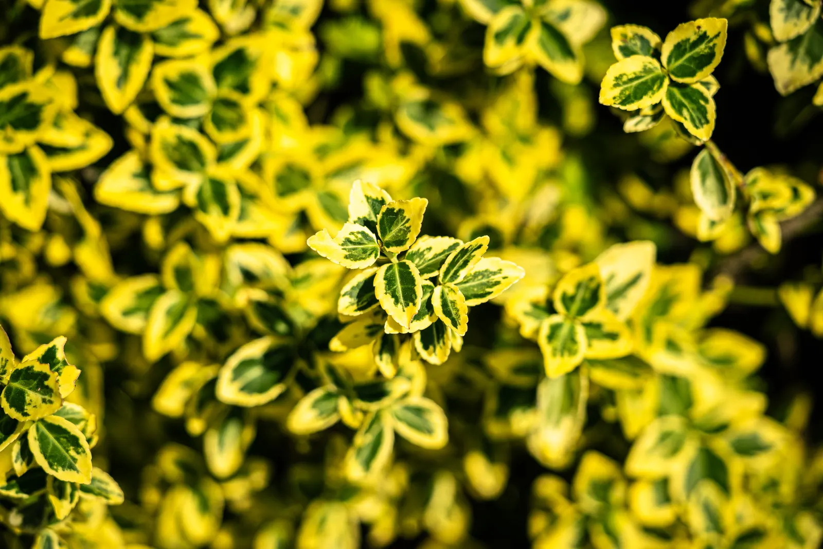 Wintercreeper (Euonymus Fortunei) — its ability to climb structures can be both an aesthetic feature and a potential concern; ideal for ground, image 90