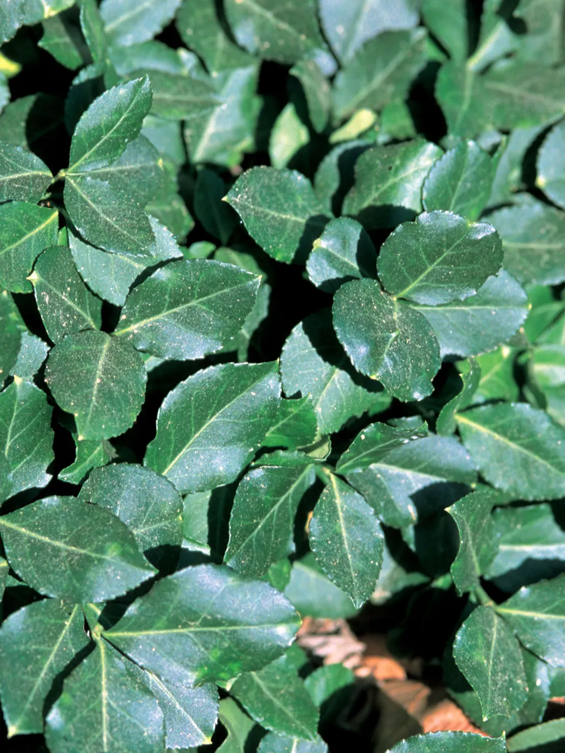 Wintercreeper (Euonymus Fortunei) — including dry or moist environments; it is hardy in USDA zones 4 through 9; inconspicuous flowers may appear