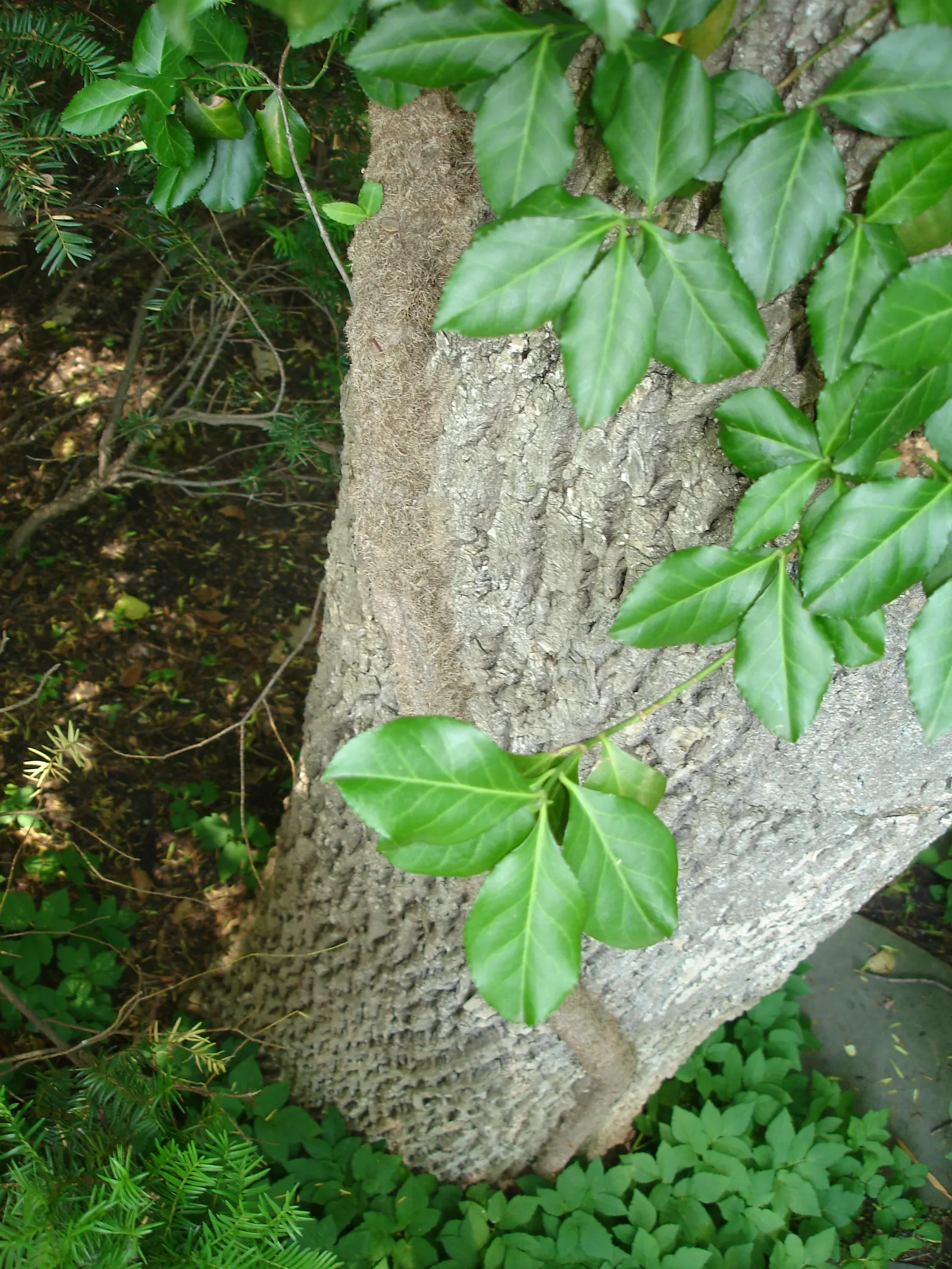 Wintercreeper (Euonymus Fortunei) — is a versatile and robust plant that proves itself a staple in many landscape designs; providing year-round, image 55