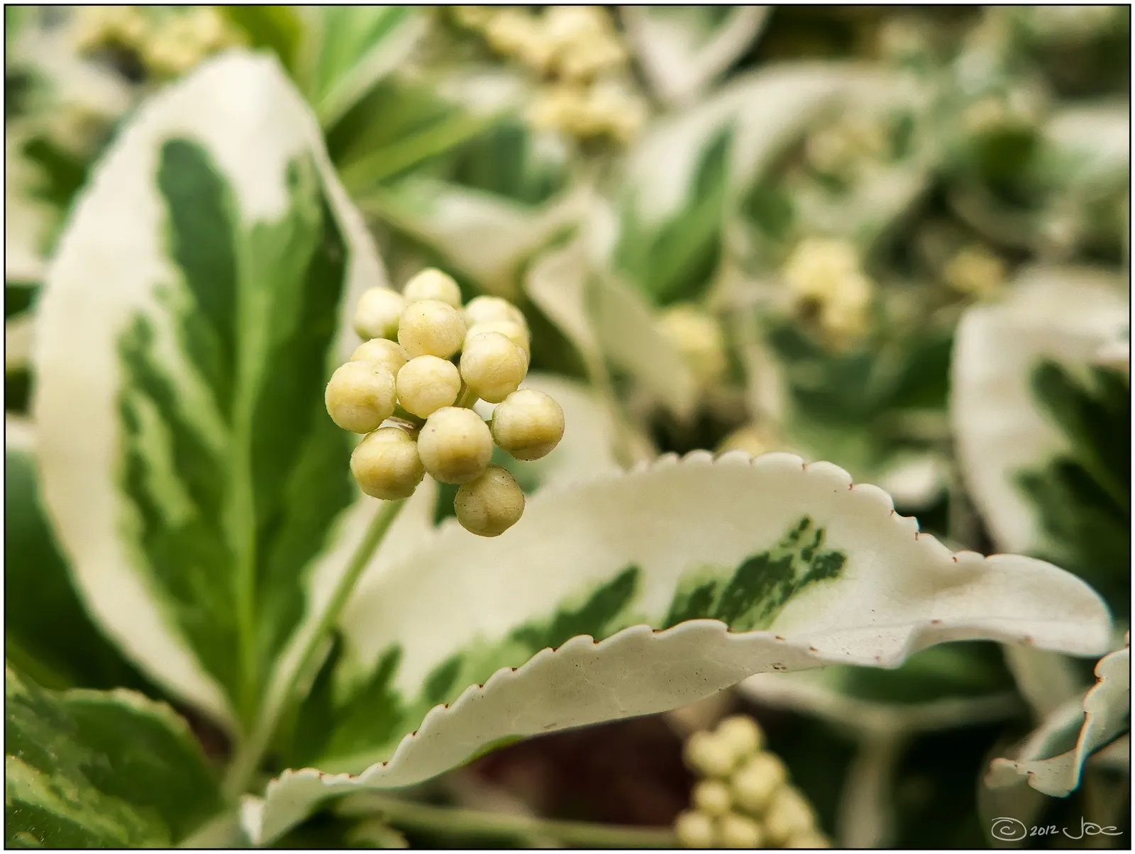 Wintercreeper (Euonymus Fortunei) — Ideal for ground cover or walls, it requires regular pruning to control its invasive nature; including dry or, image 75