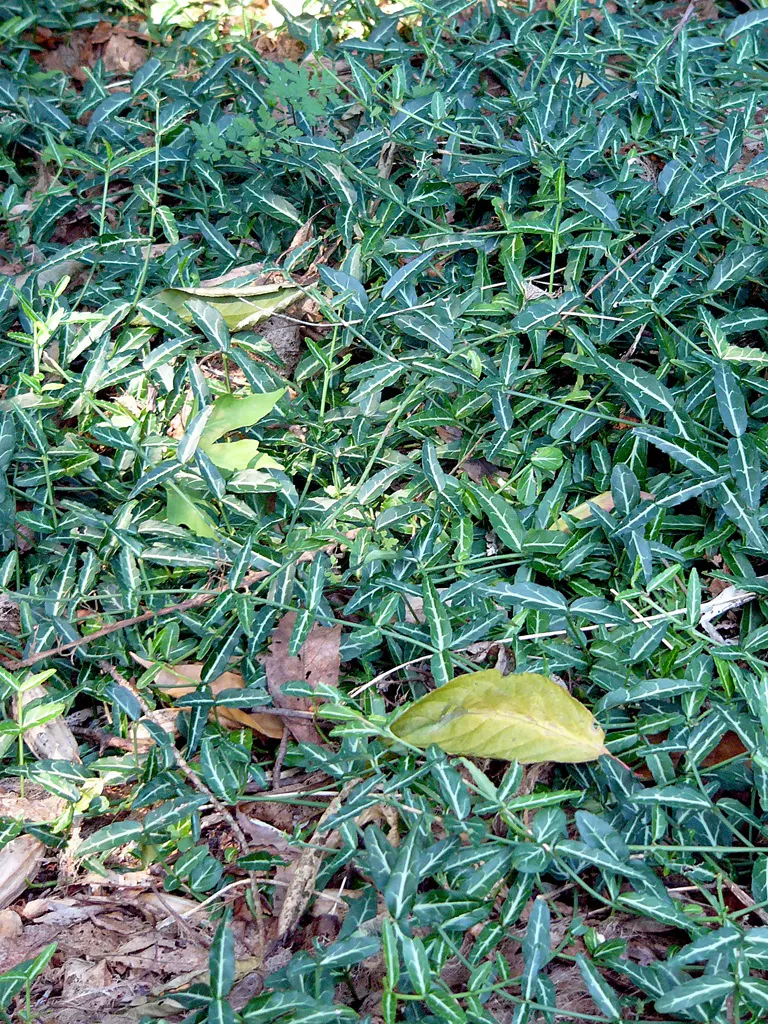 Wintercreeper (Euonymus Fortunei) — this plant's growth habits should be considered: it can become invasive if not kept in check; the Wintercreeper, image 65