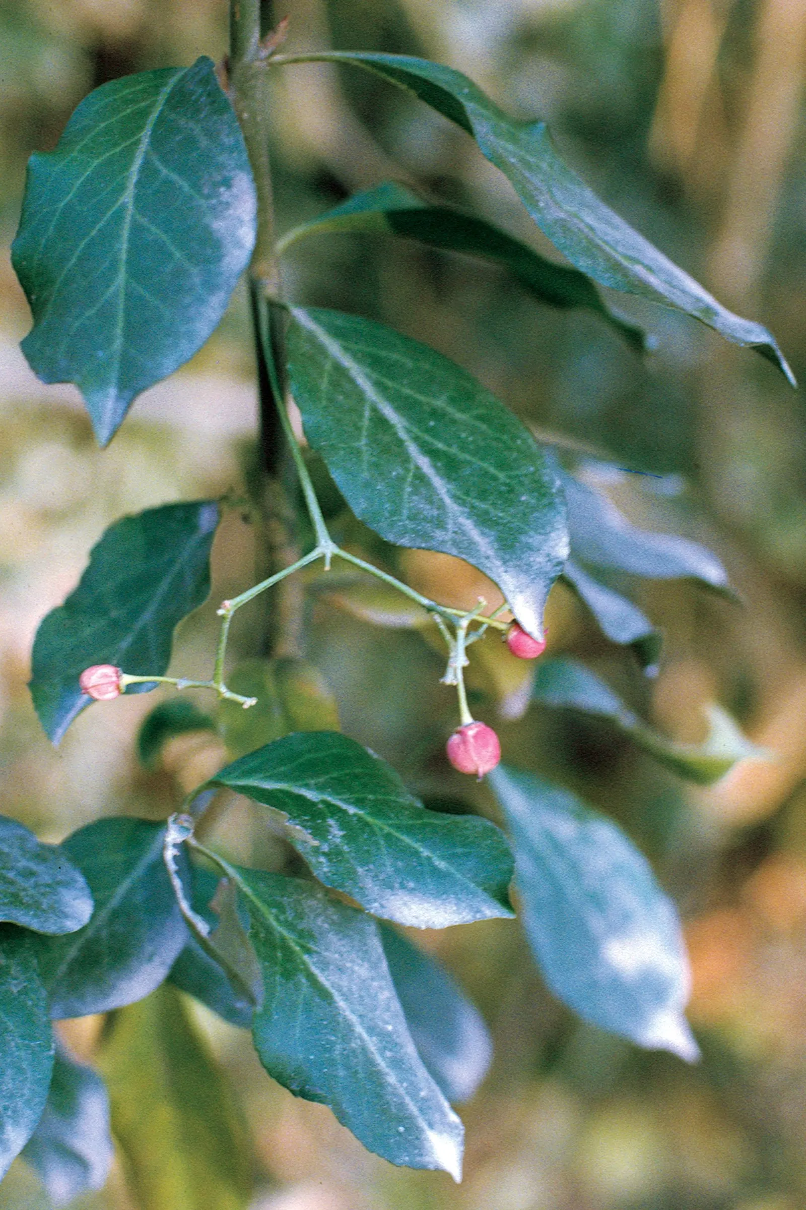 Wintercreeper (Euonymus Fortunei) — Some variegated cultivars also offer white; this plant's growth habits should be considered: it can become, image 82