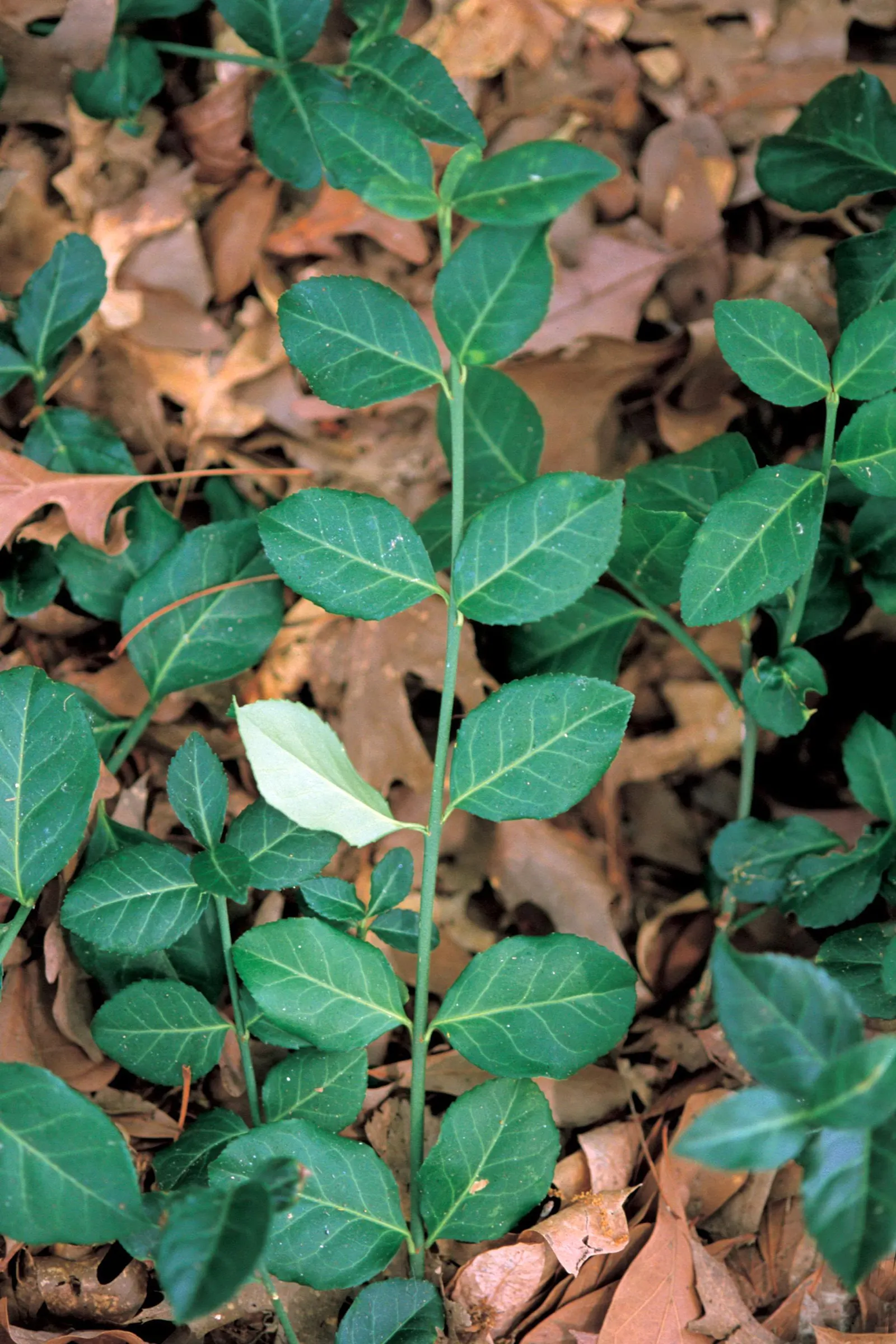 Wintercreeper (Euonymus Fortunei) — Slightly toxic if ingested; ground cover / shrub / vine for full or half