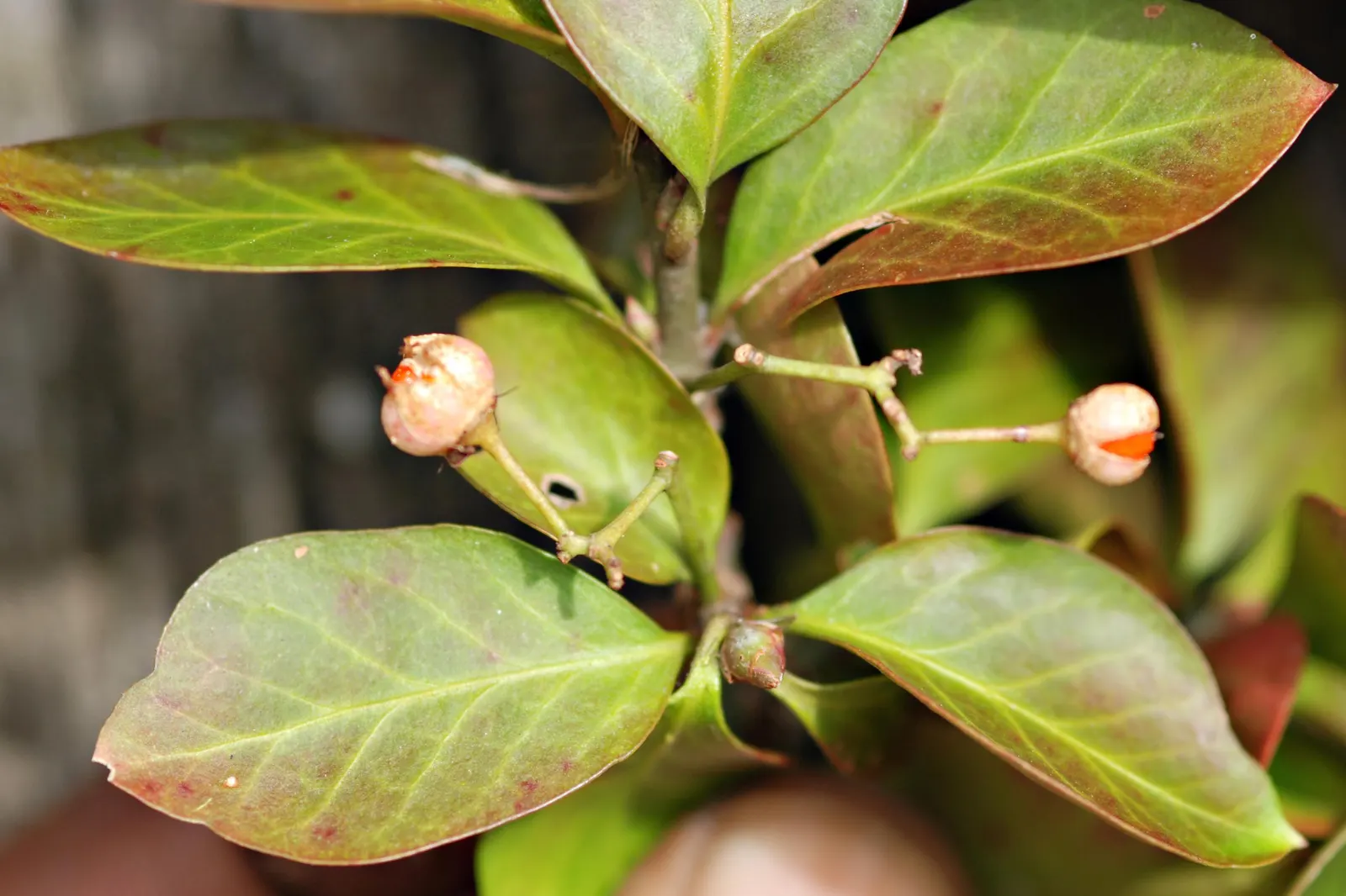 Wintercreeper (Euonymus Fortunei) — followed by seldom-seen fruits in the fall.<br><br>For the client; scientifically named Euonymus fortunei, image 87