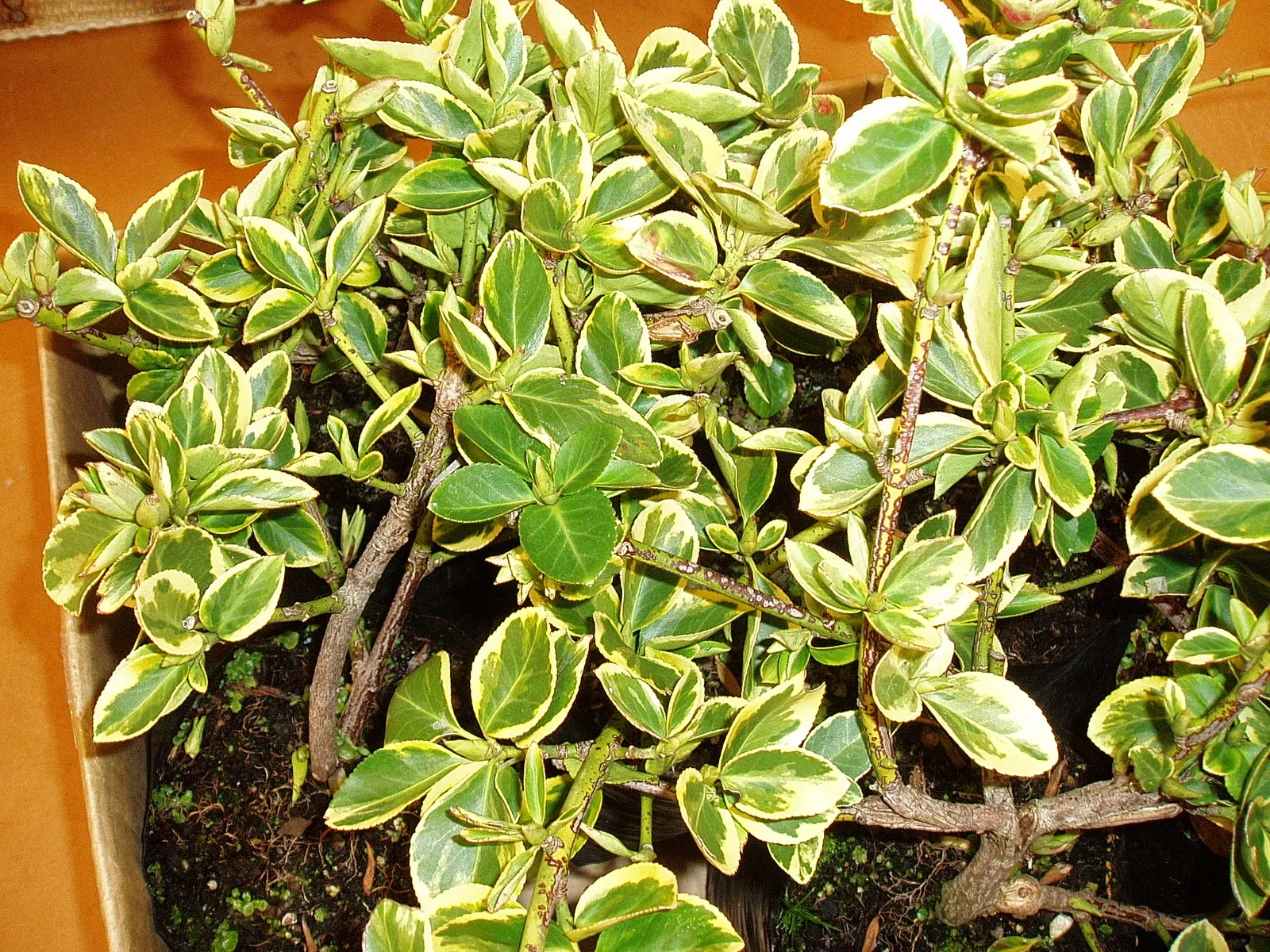 Wintercreeper (Euonymus Fortunei) — this plant's growth habits should be considered: it can become invasive if not kept in check; the Wintercreeper prefers