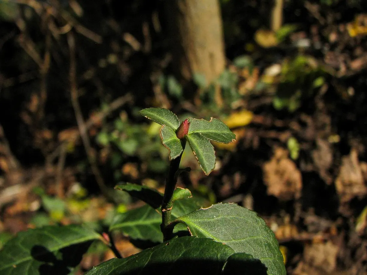 Wintercreeper (Euonymus Fortunei) — Slightly toxic if ingested
