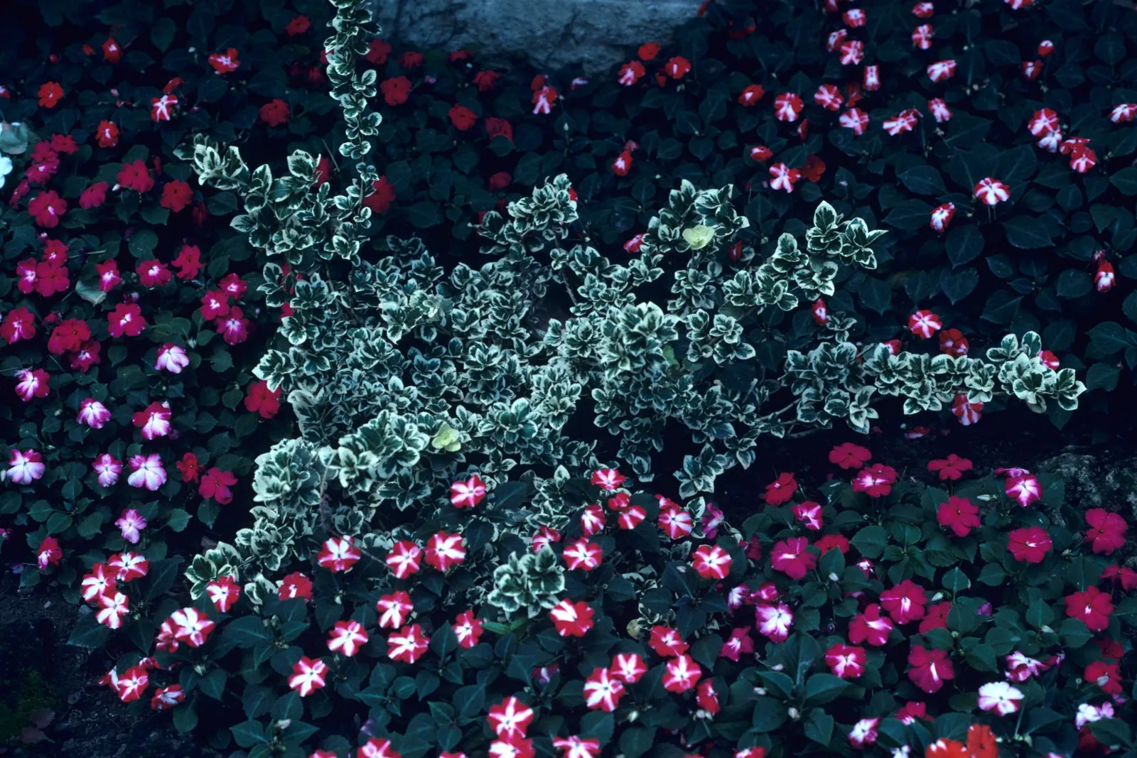 Wintercreeper (Euonymus Fortunei) — the Wintercreeper prefers well-drained soil and can tolerate a range of conditions; this evergreen perennial is known for