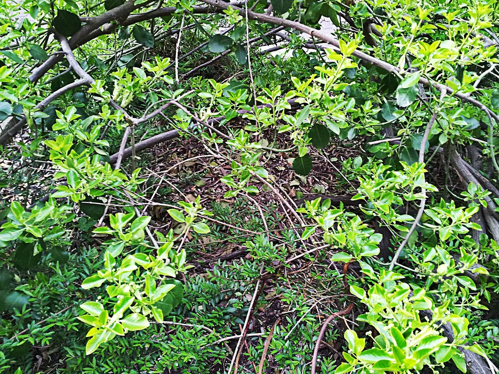 Wintercreeper (Euonymus Fortunei) — reaching 1-2 feet tall and spreading 2-4 feet wide; appreciated for its adaptability, image 50