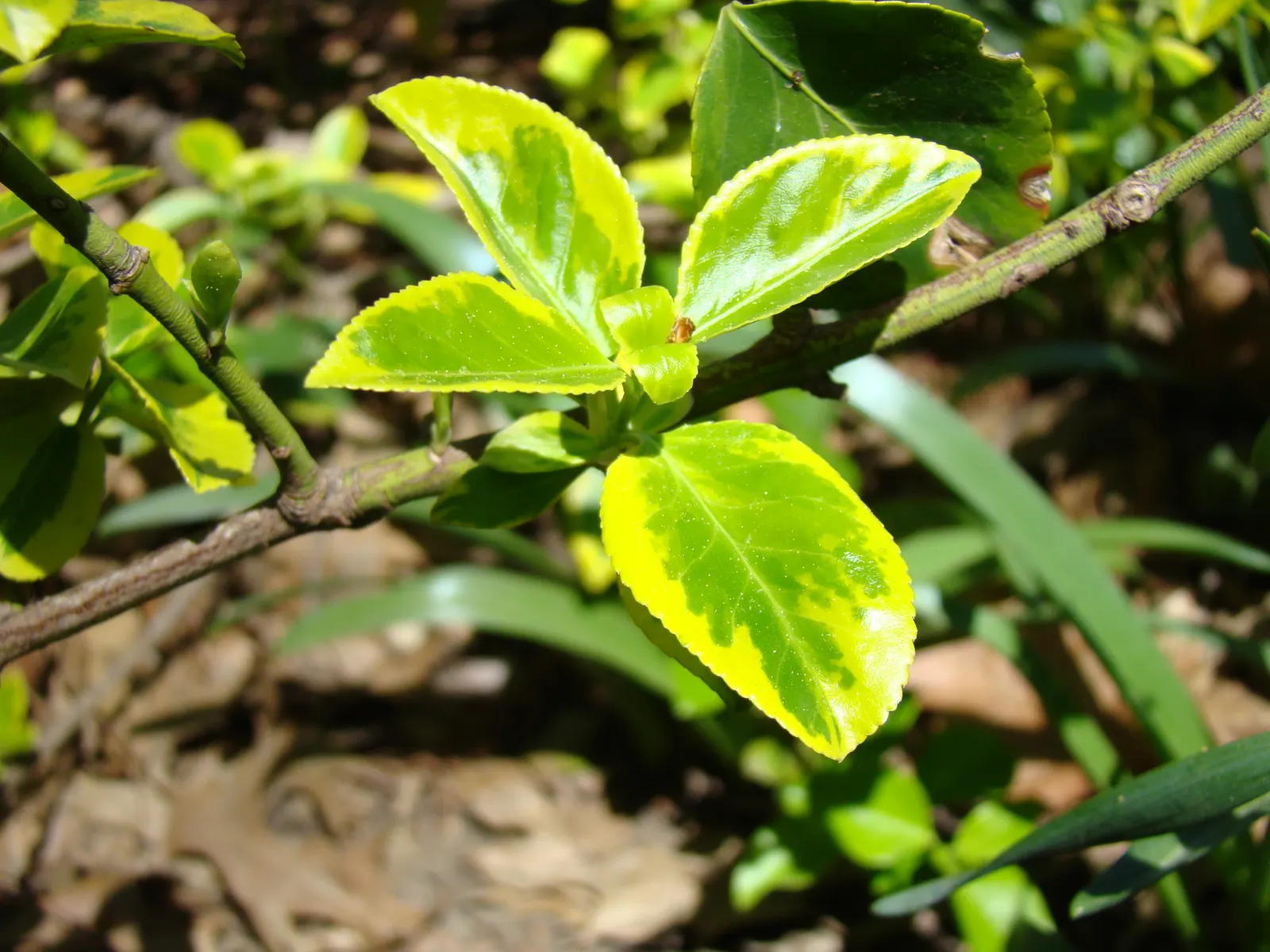 Wintercreeper (Euonymus Fortunei) — which exhibit a glossy texture and typically come in various shades of green