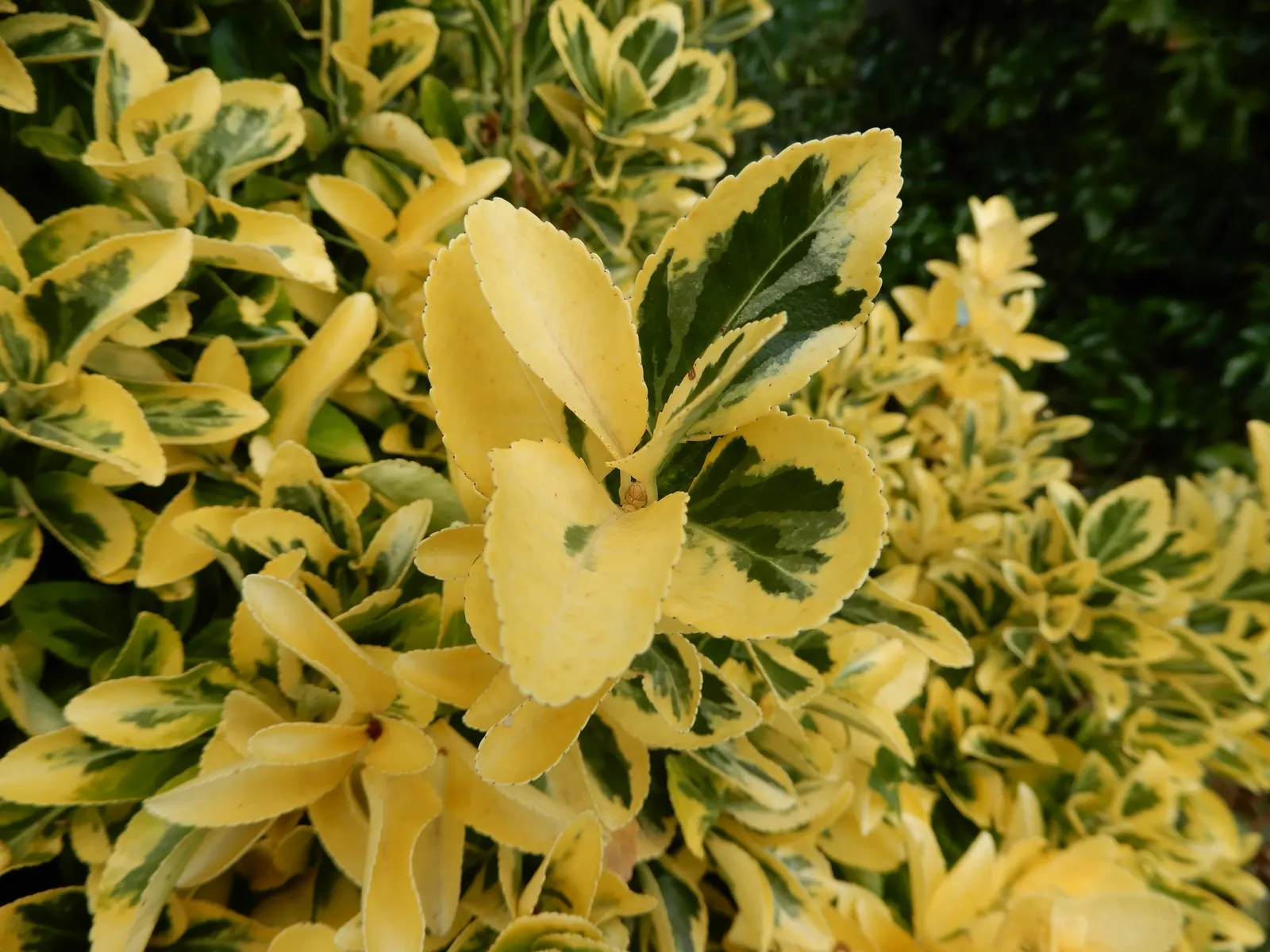 Wintercreeper (Euonymus Fortunei) — it can grow in full sun to full shade; followed by seldom-seen fruits in the fall.<br><br>For the client