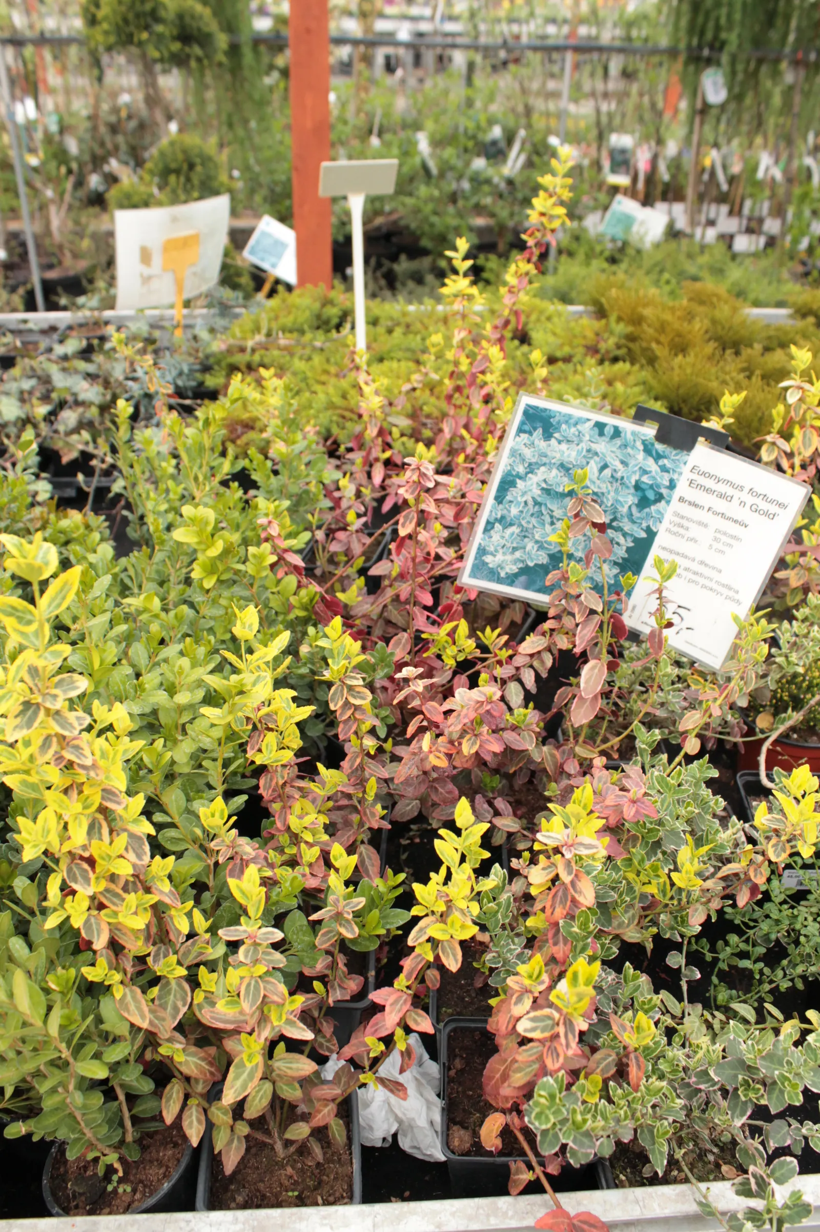 Wintercreeper (Euonymus Fortunei) — the Wintercreeper prefers well-drained soil and can tolerate a range of conditions