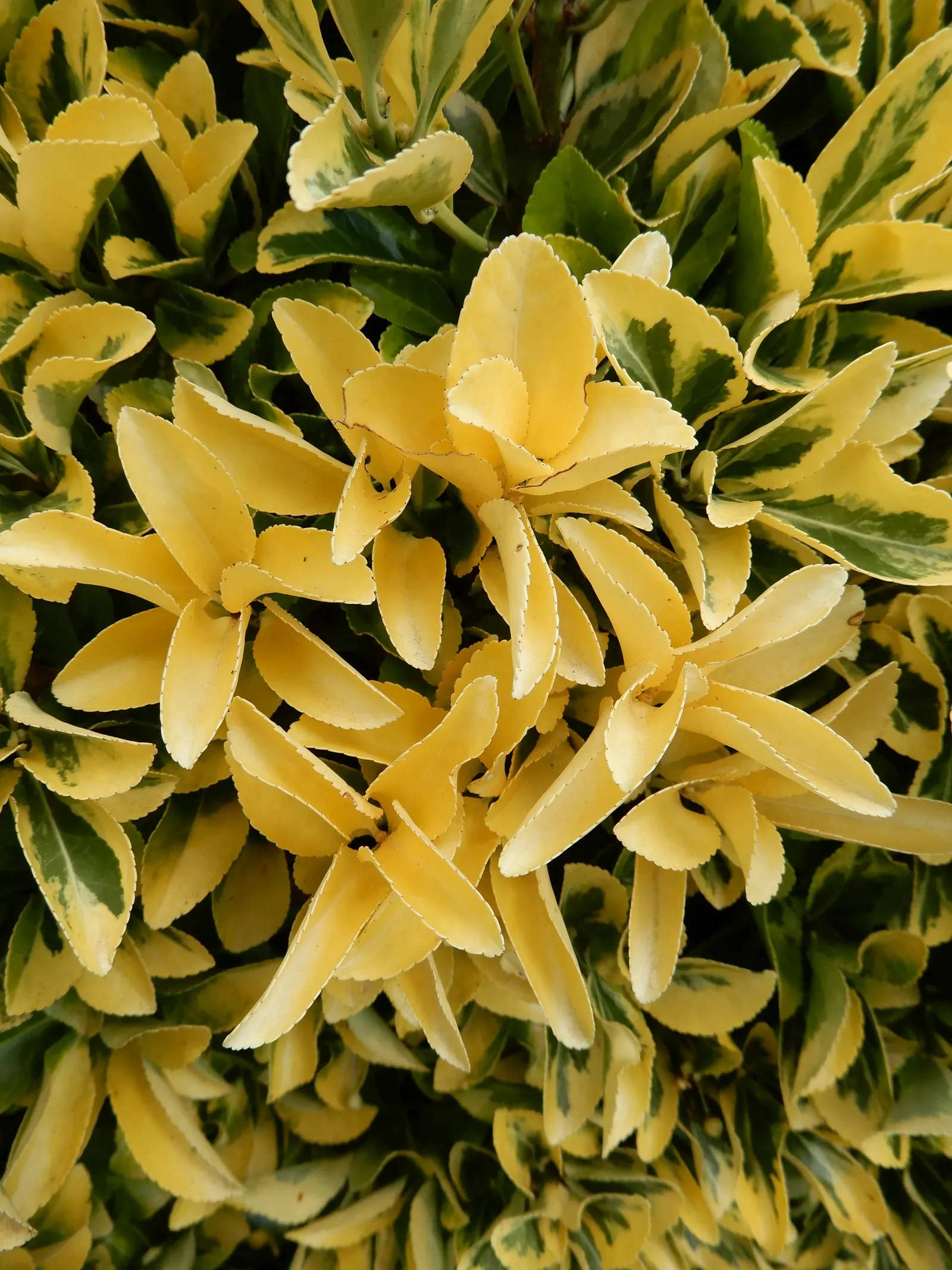 Wintercreeper (Euonymus Fortunei) — which exhibit a glossy texture and typically come in various shades of green, image 35