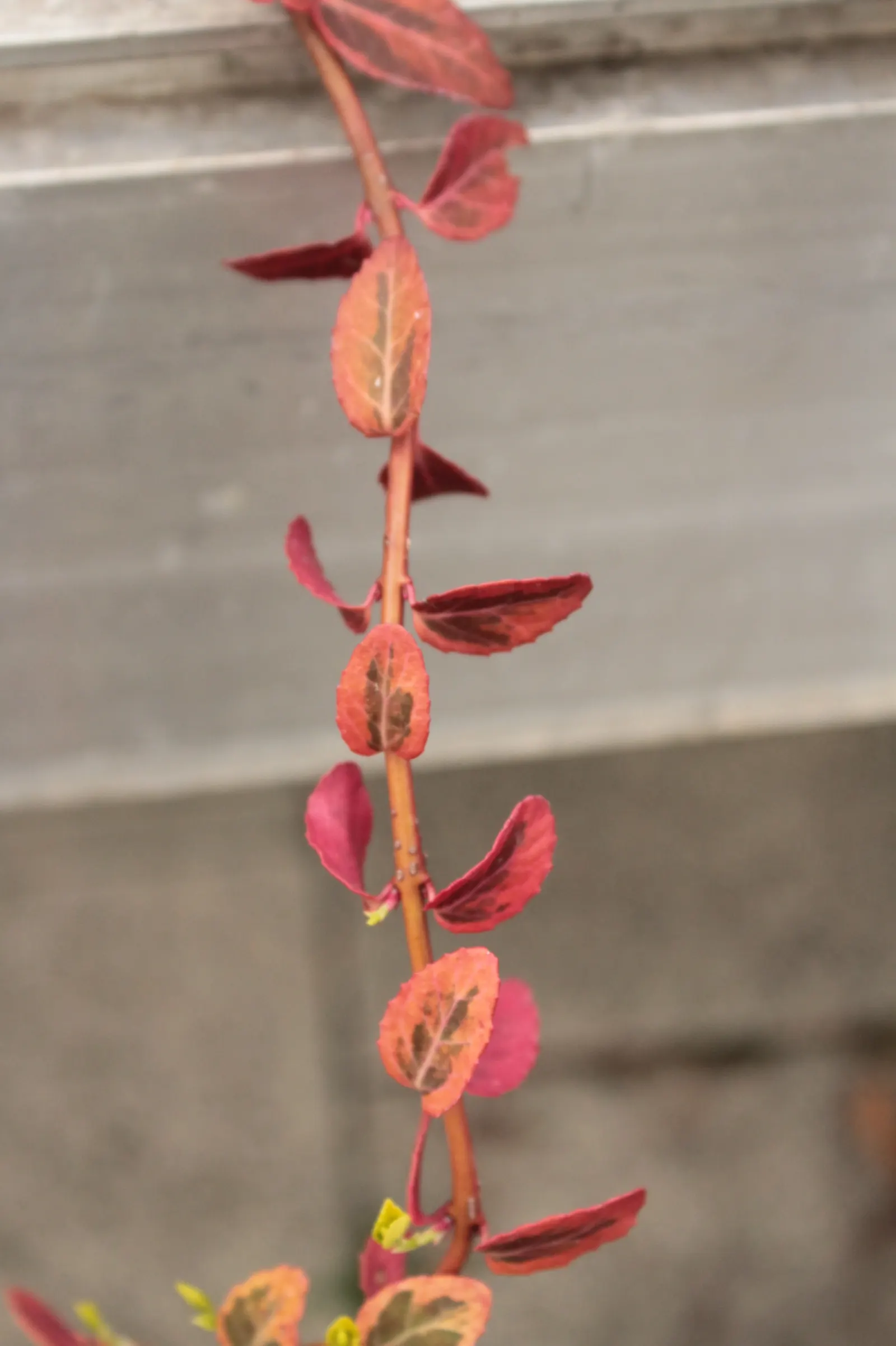 Wintercreeper (Euonymus Fortunei) — this plant's growth habits should be considered: it can become invasive if not kept in check; the Wintercreeper, image 88