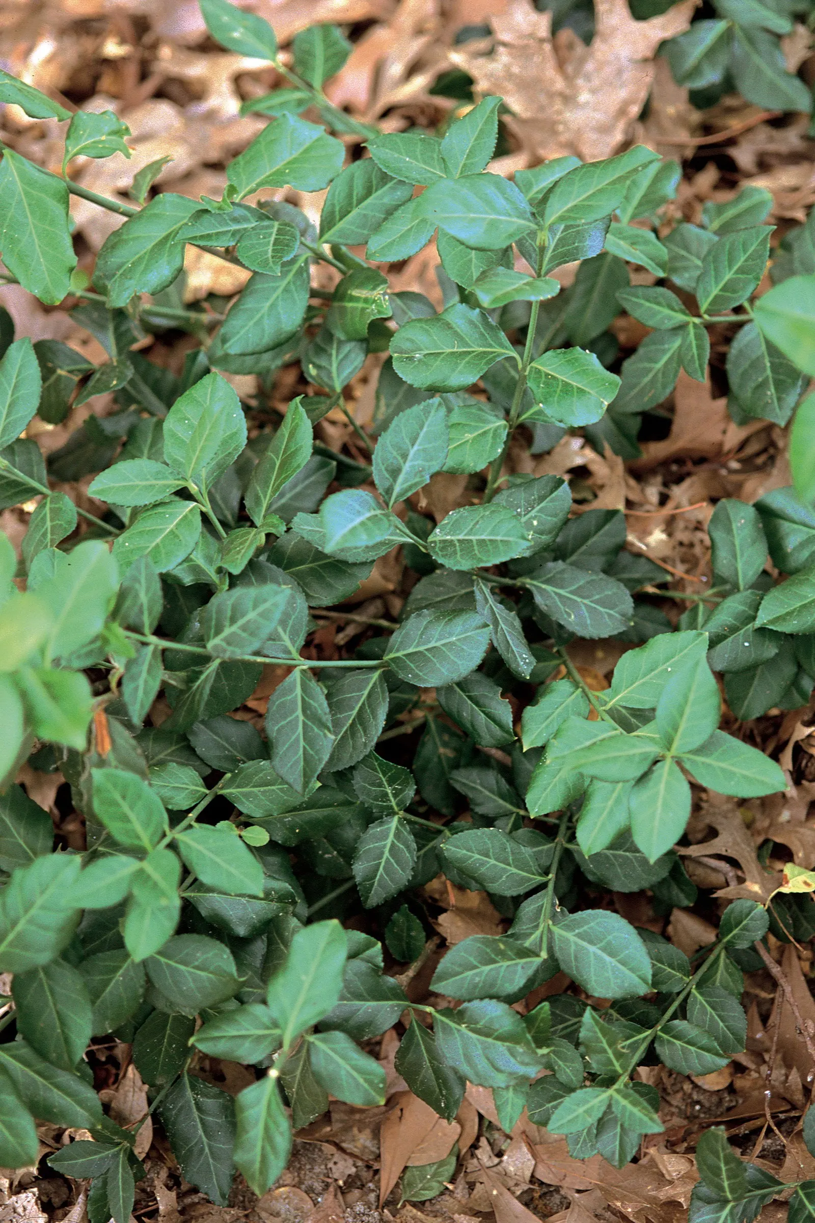 Wintercreeper (Euonymus Fortunei) — the Wintercreeper prefers well-drained soil and can tolerate a range of conditions; this evergreen perennial is, image 84